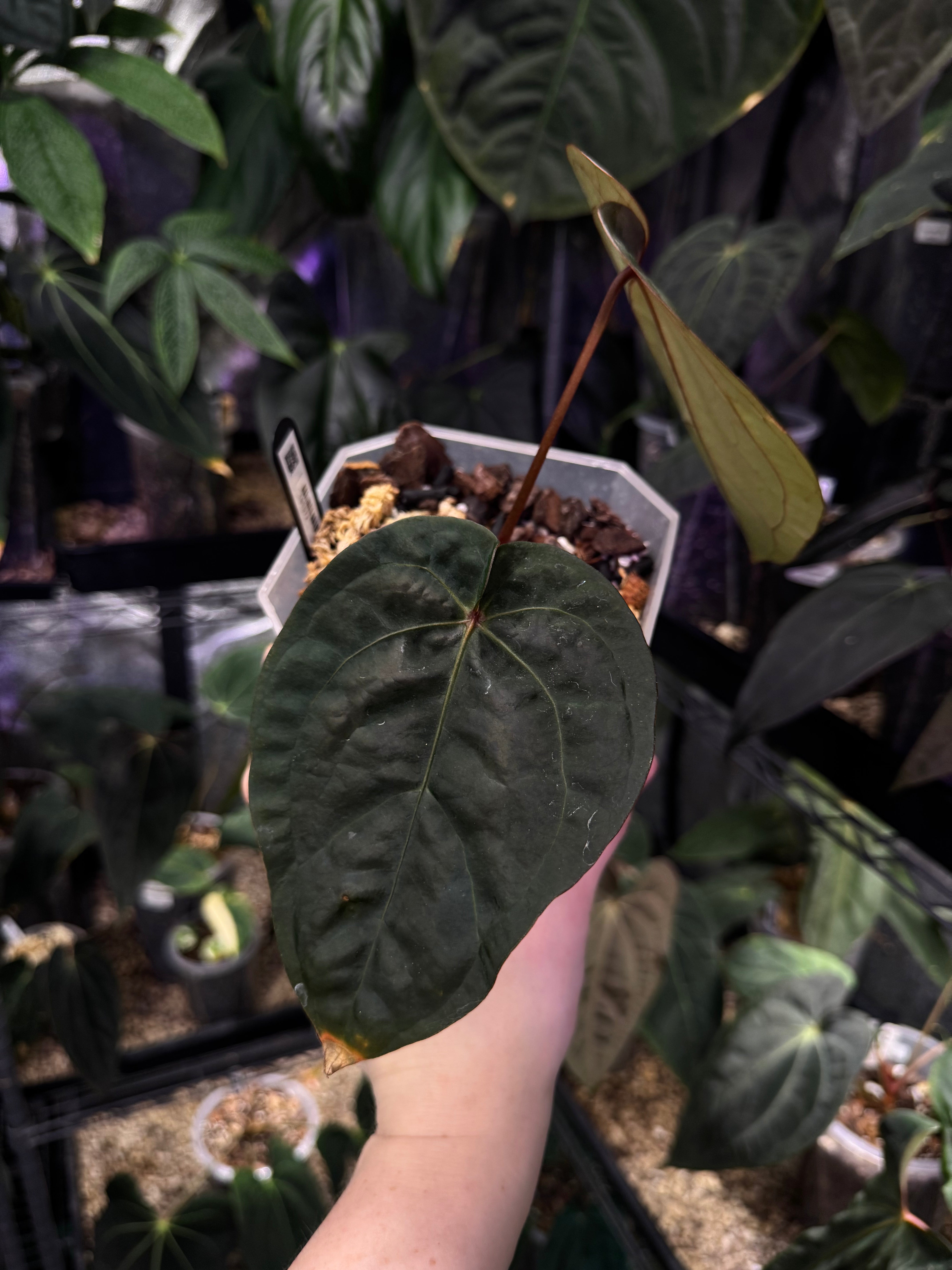 NFS: Anthurium Red Crystallinum (Tezula) x Dressleri NSE - SMUKHI