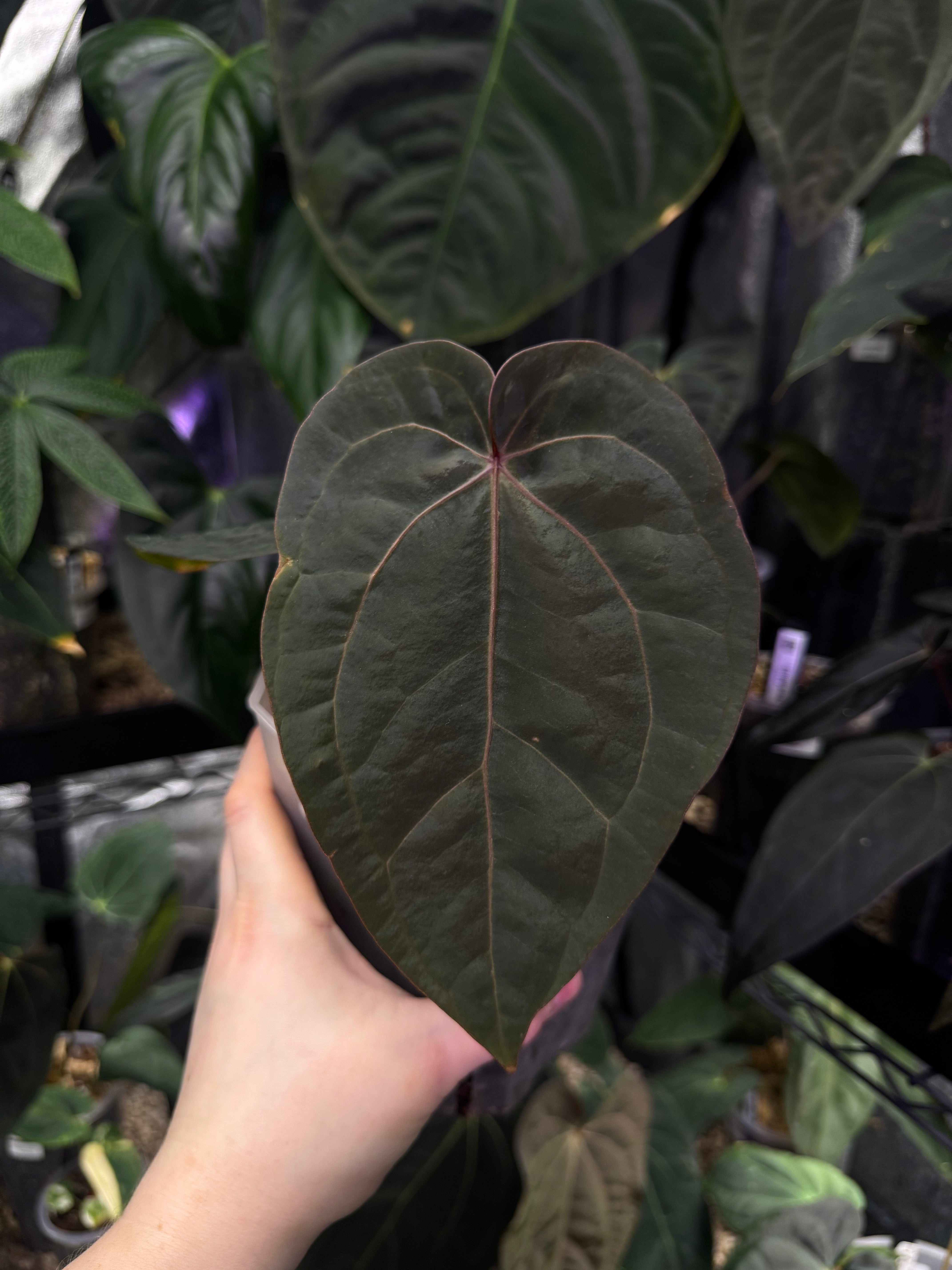 NFS: Anthurium Red Crystallinum (Tezula) x Dressleri NSE - SMUKHI