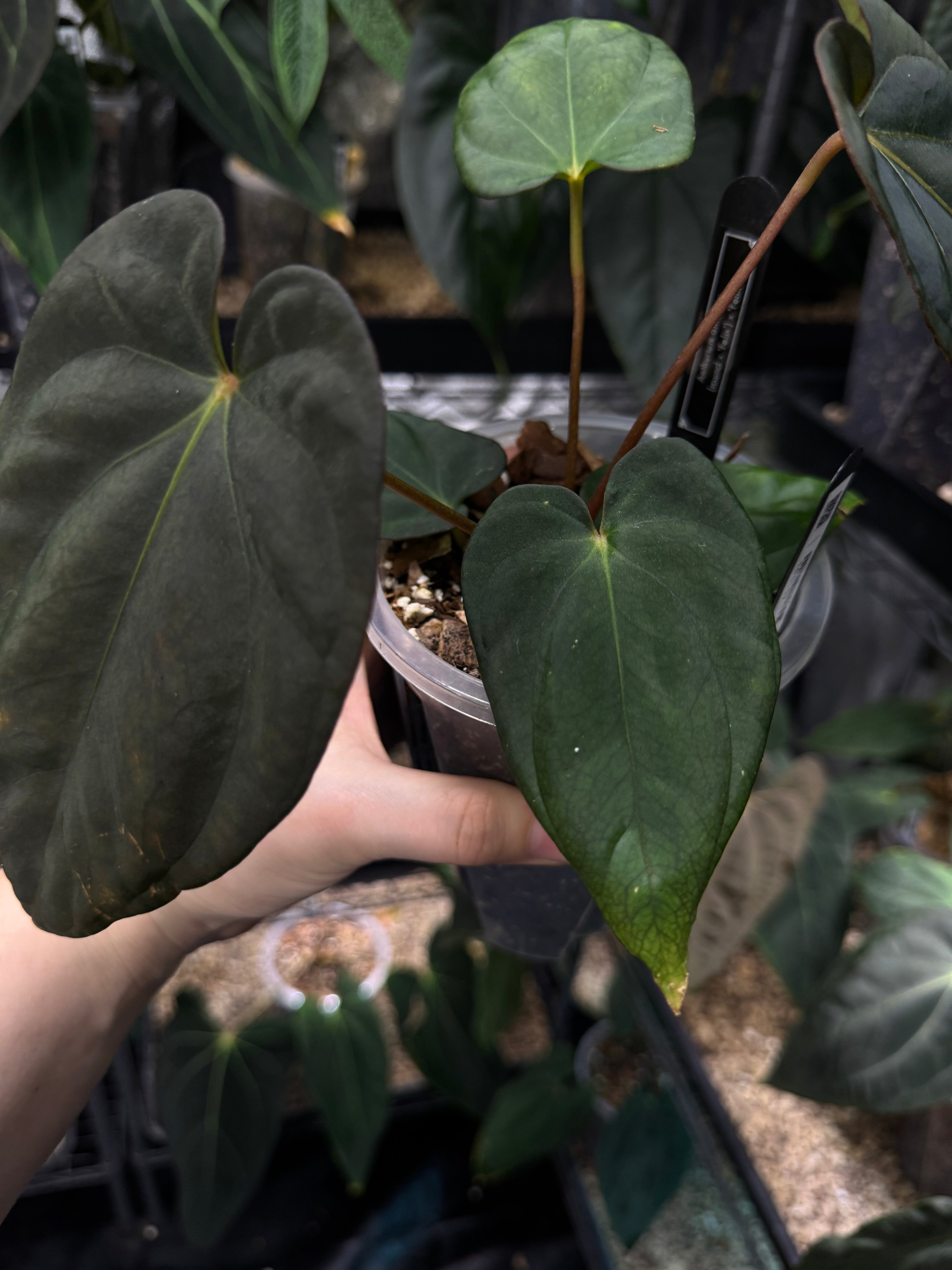 Anthurium BVEP ('Round' x 'Felix') x 'Felix' - Clone - SMUKHI