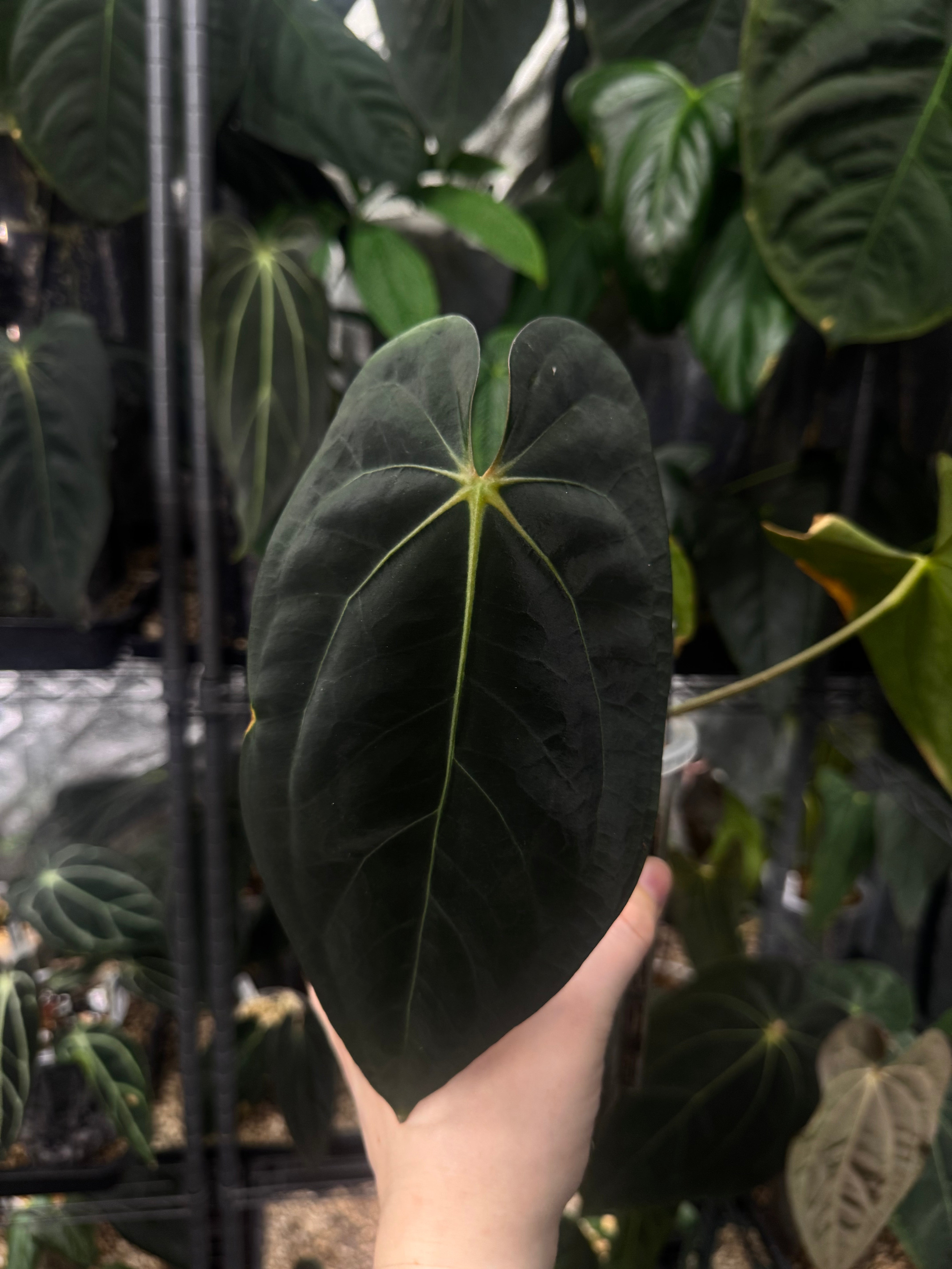 Anthurium (Ralph Lynam x Fort Sherman) x Carlablackiae 'Amanda' - Clone - SMUKHI