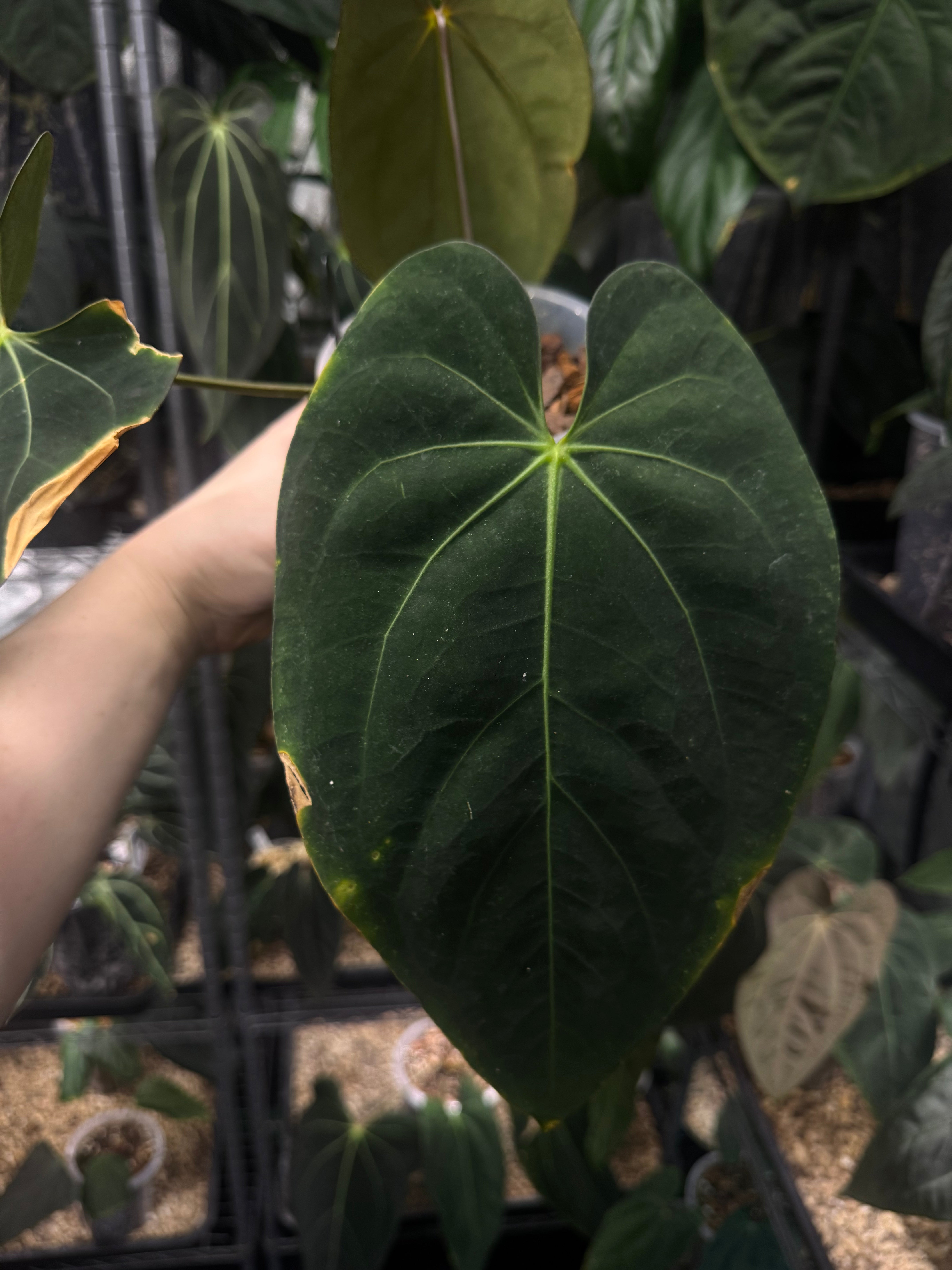 Anthurium (Ralph Lynam x Fort Sherman) x Carlablackiae 'Amanda' - Clone - SMUKHI