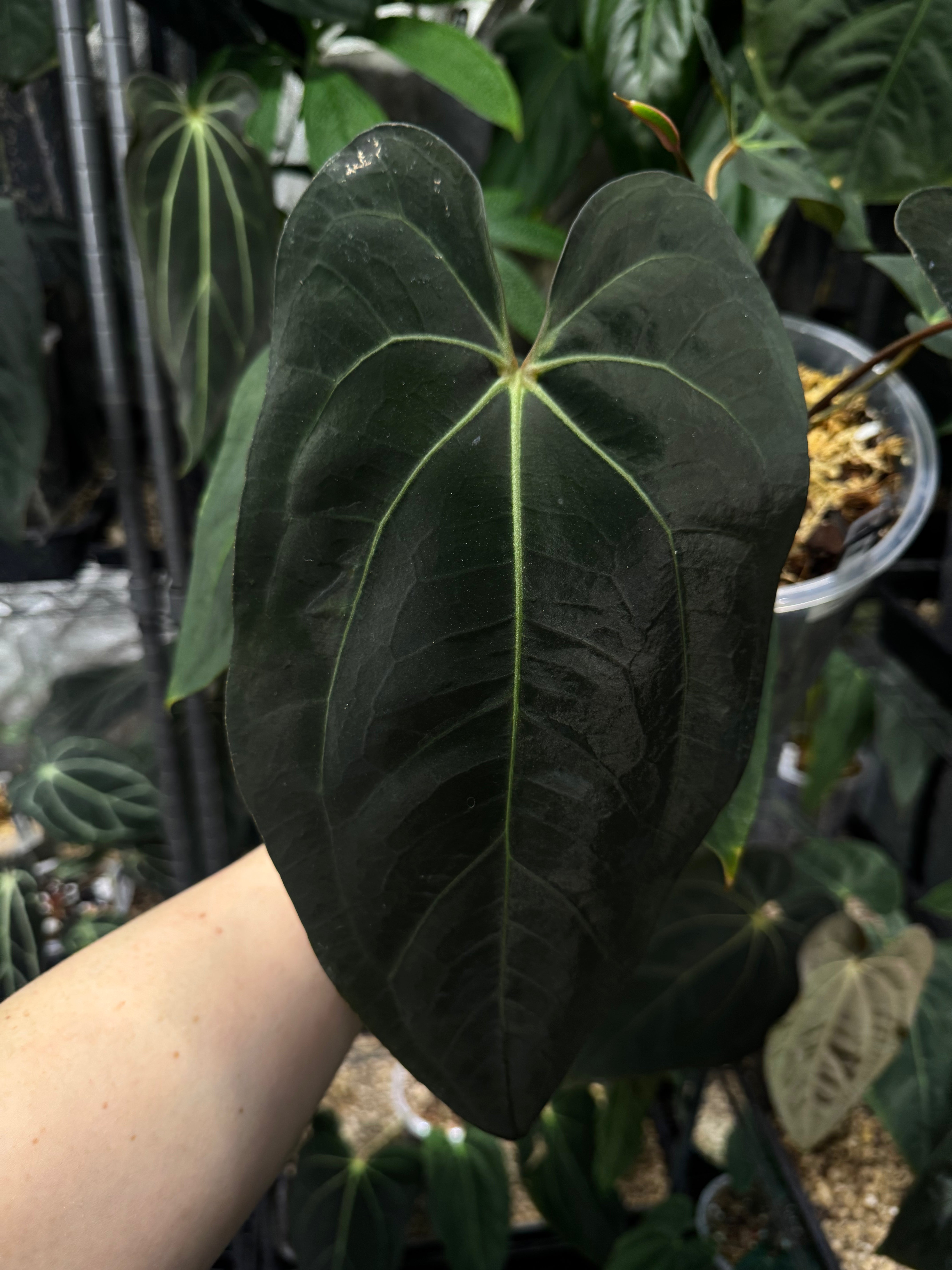 NFS: Anthurium Carlablackiae RD3 x FSxRL ‘Grim Reaper’ #2 - SMUKHI