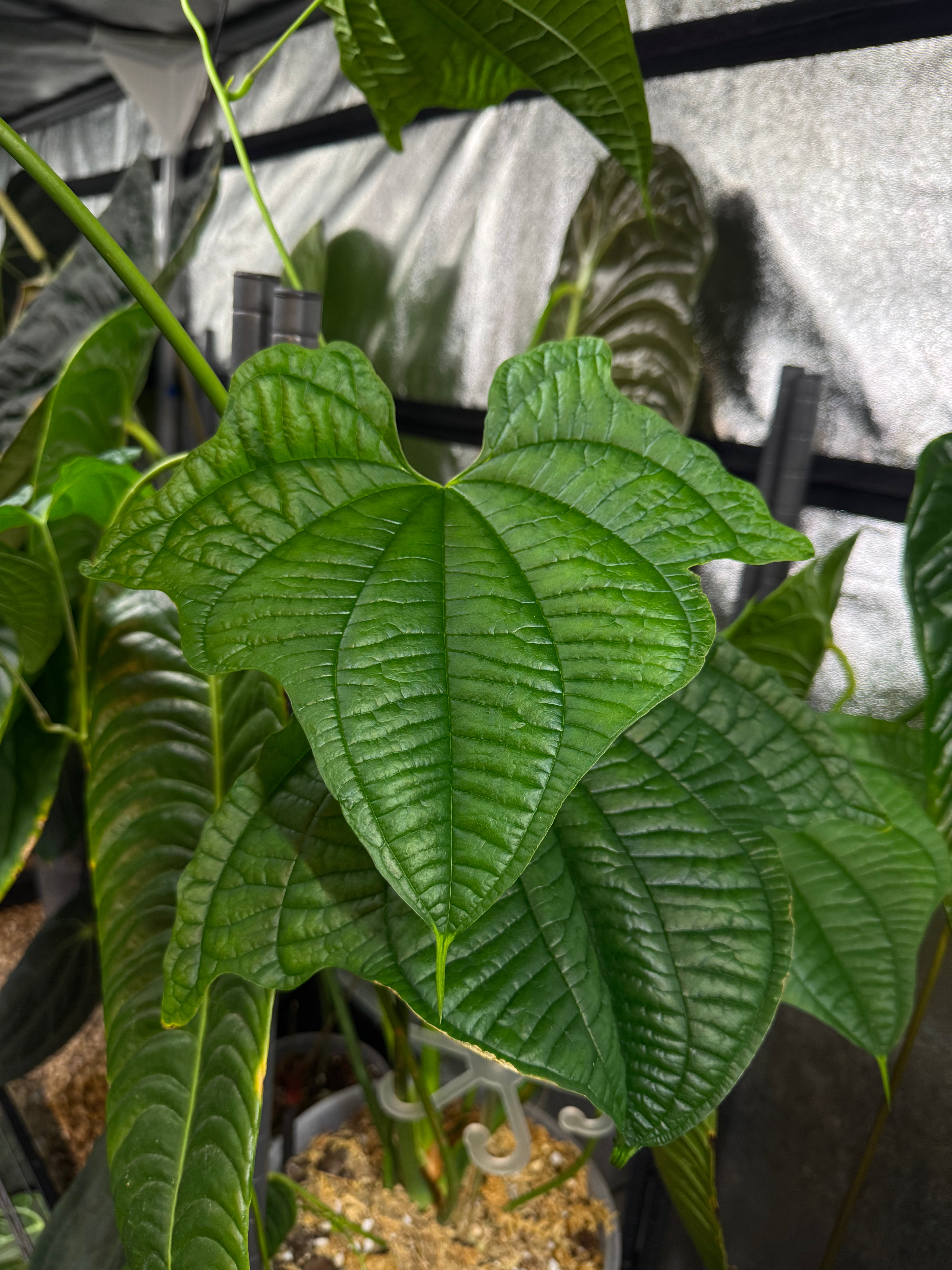NFS: Dioscorea Sansibarensis - SMUKHI