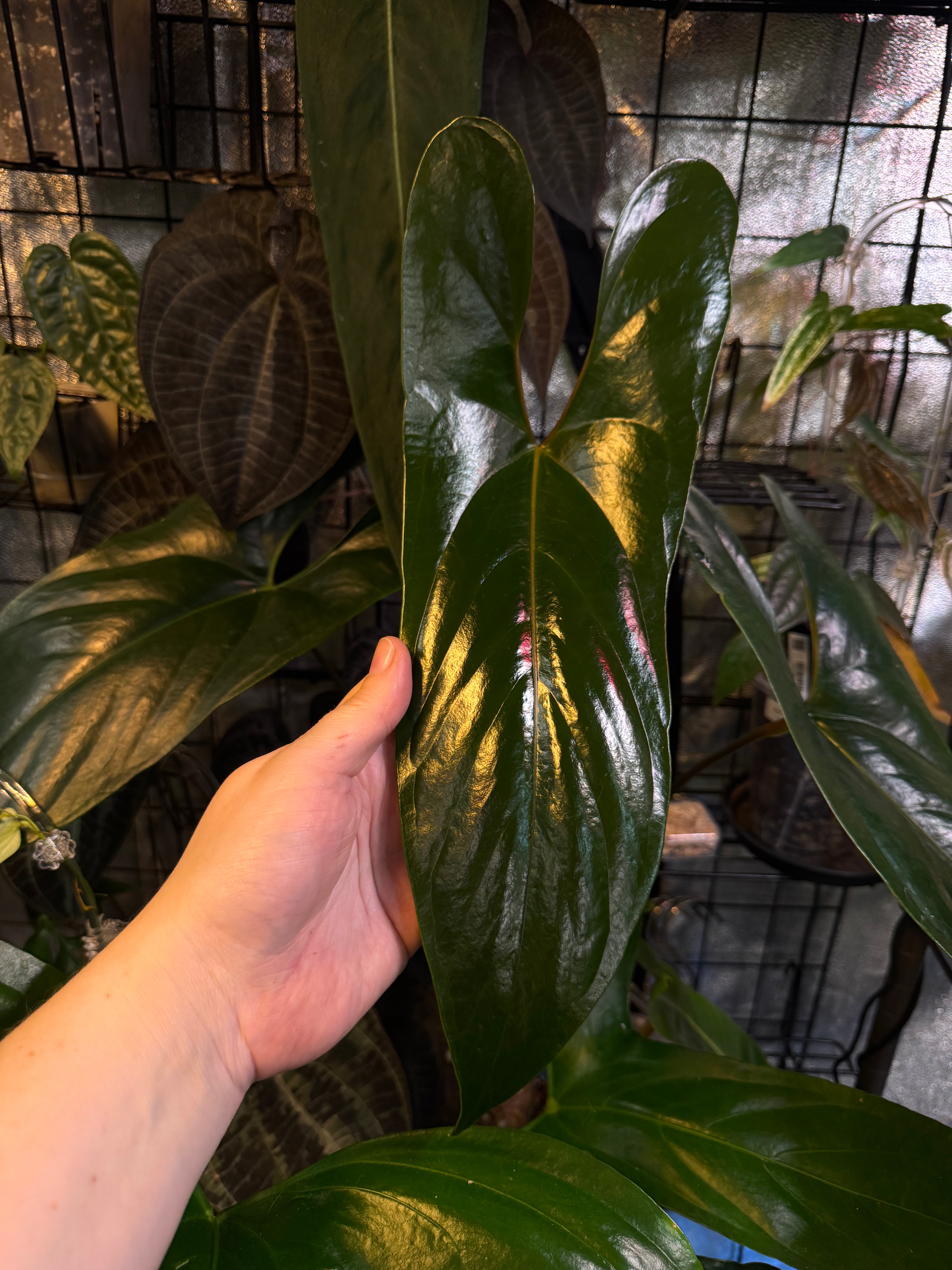 Anthurium sp. Napo (Nigrolaminum 'Gigi') - Clone - SMUKHI