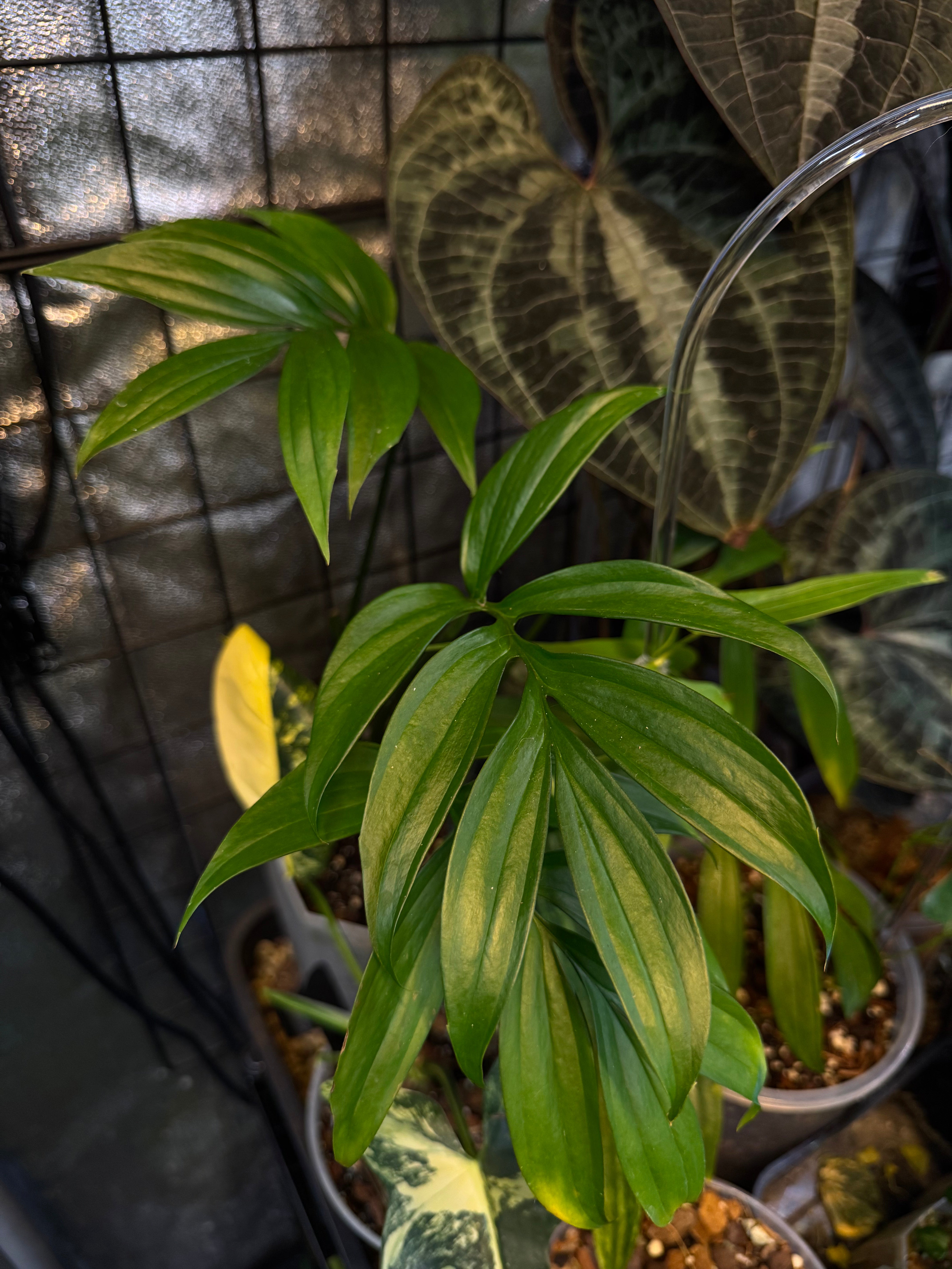 NFS: Monstera Subpinnata - SMUKHI