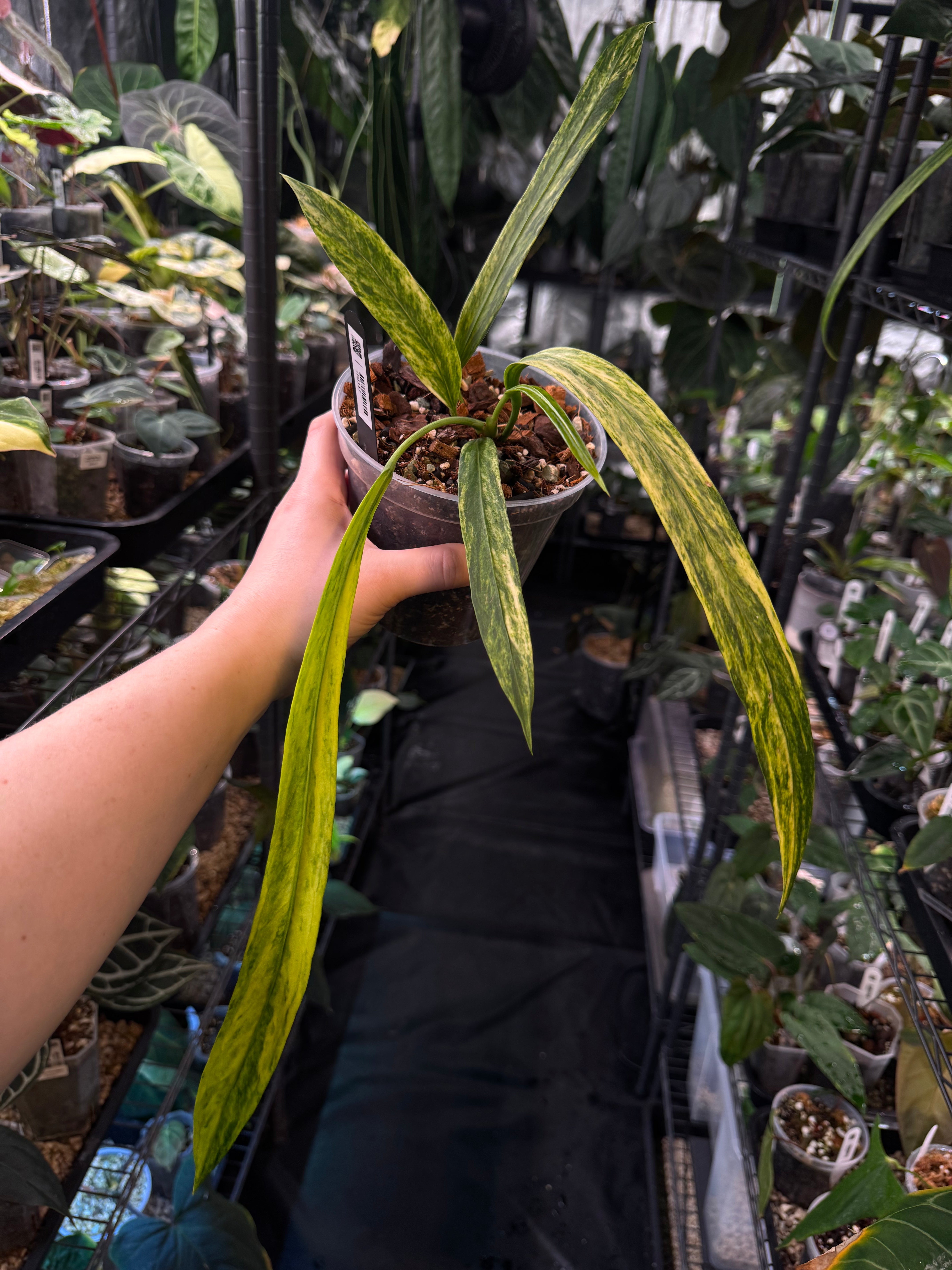 NFS: Anthurium Vittarifolium Variegata #3 - SMUKHI