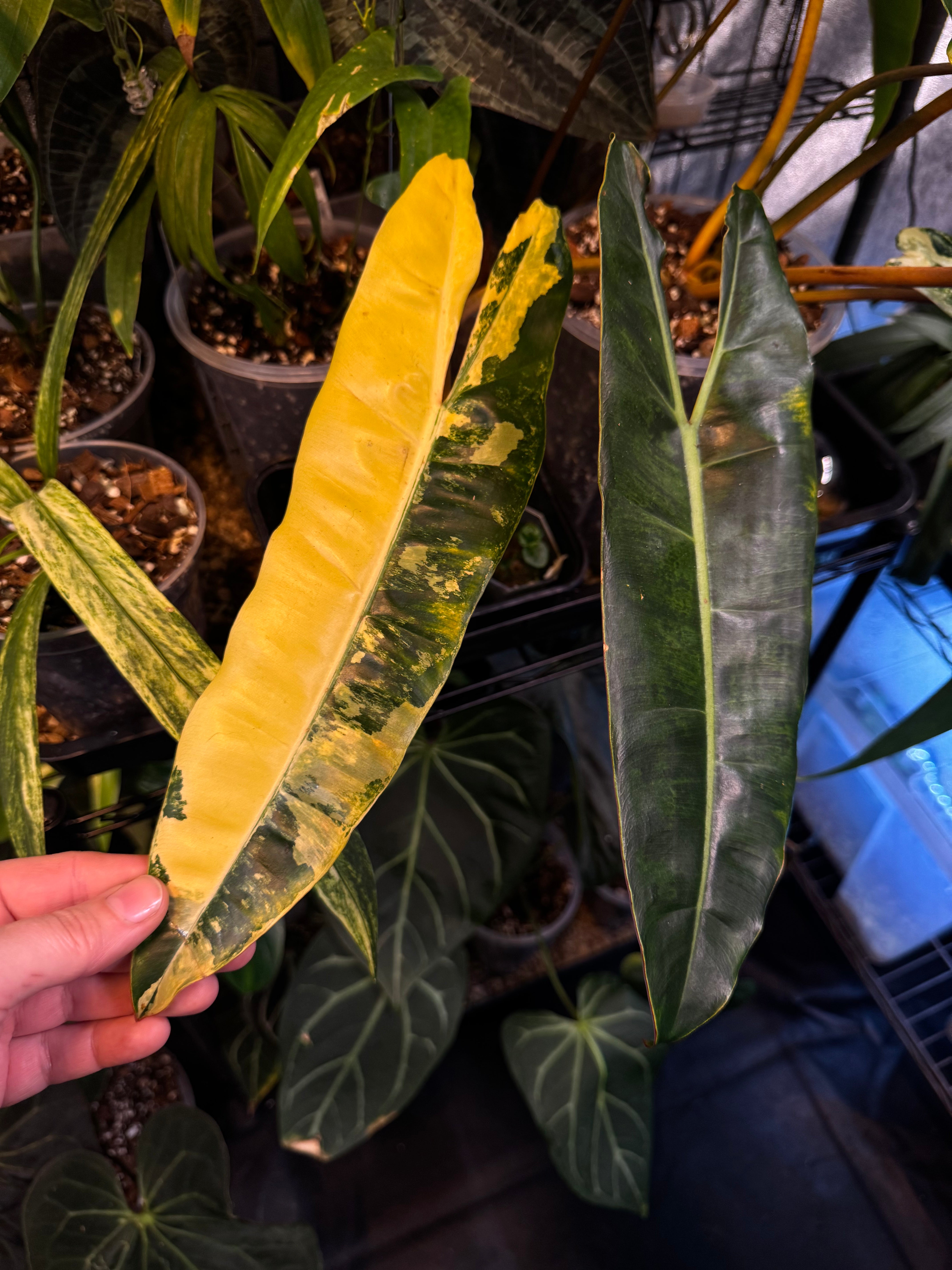 NFS: Philodendron Billietiae variegata #1 - SMUKHI