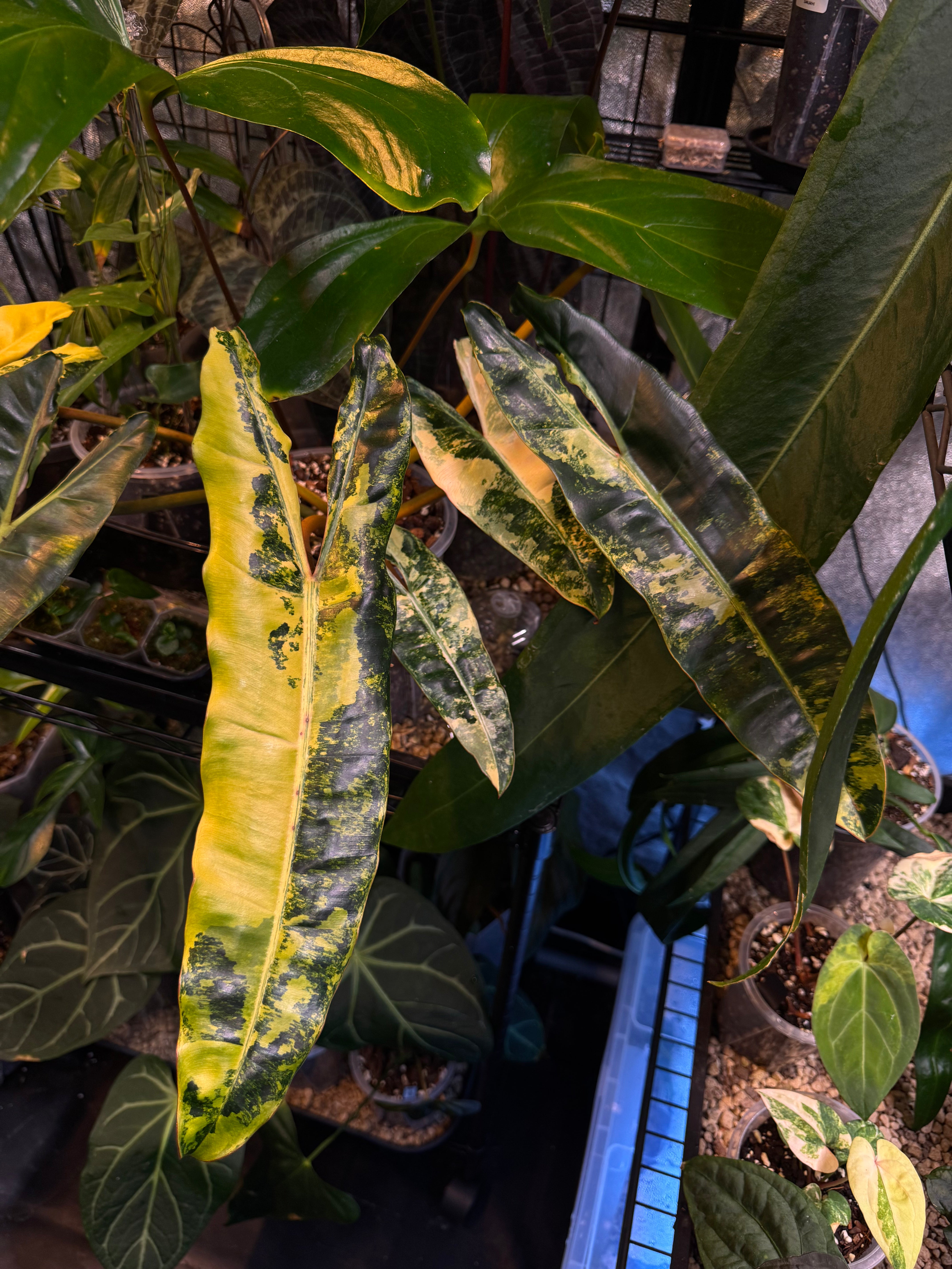 NFS: Philodendron Billietiae variegata #1 - SMUKHI