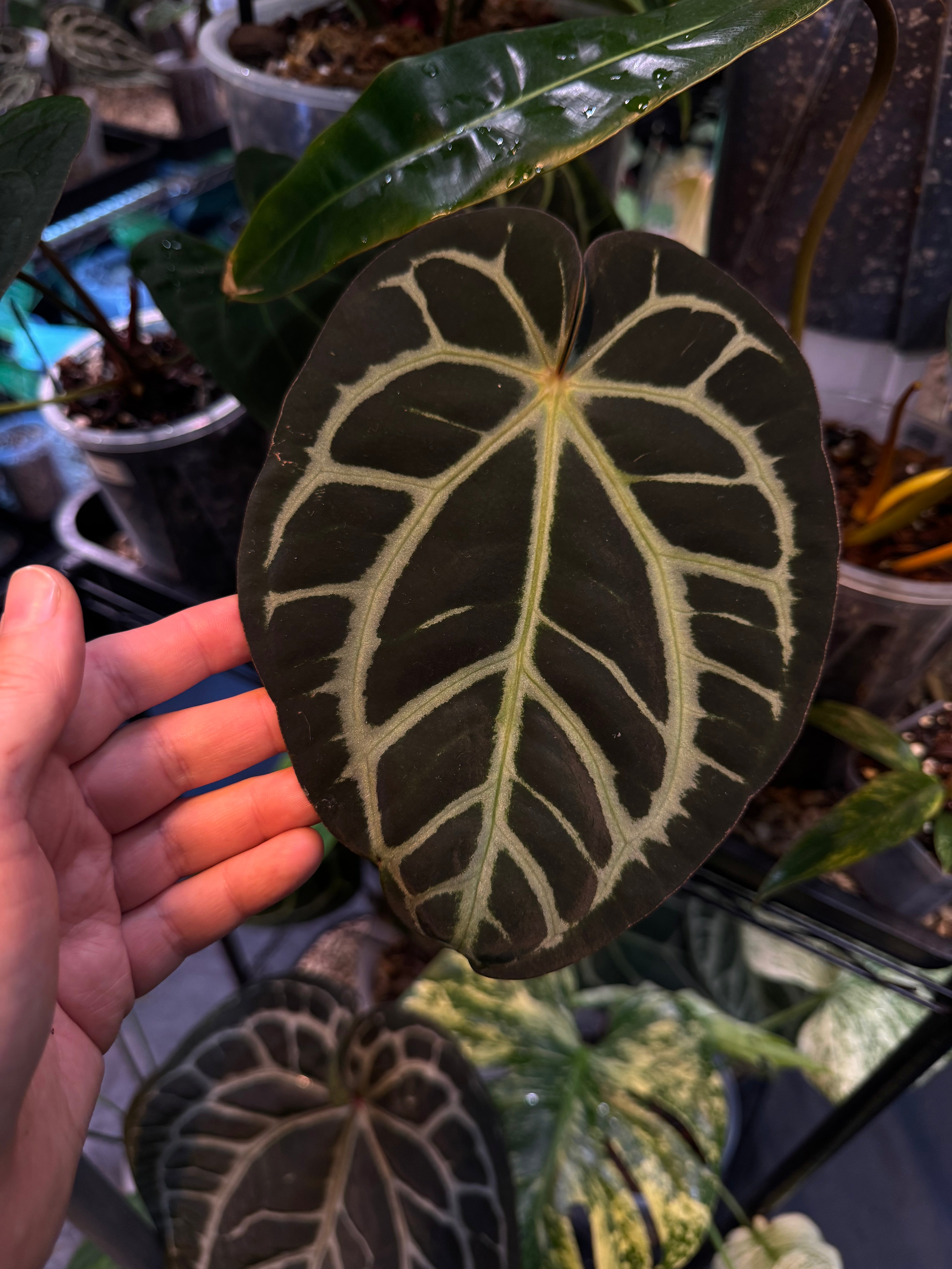 NFS: Anthurium Carlablackiae - SMUKHI