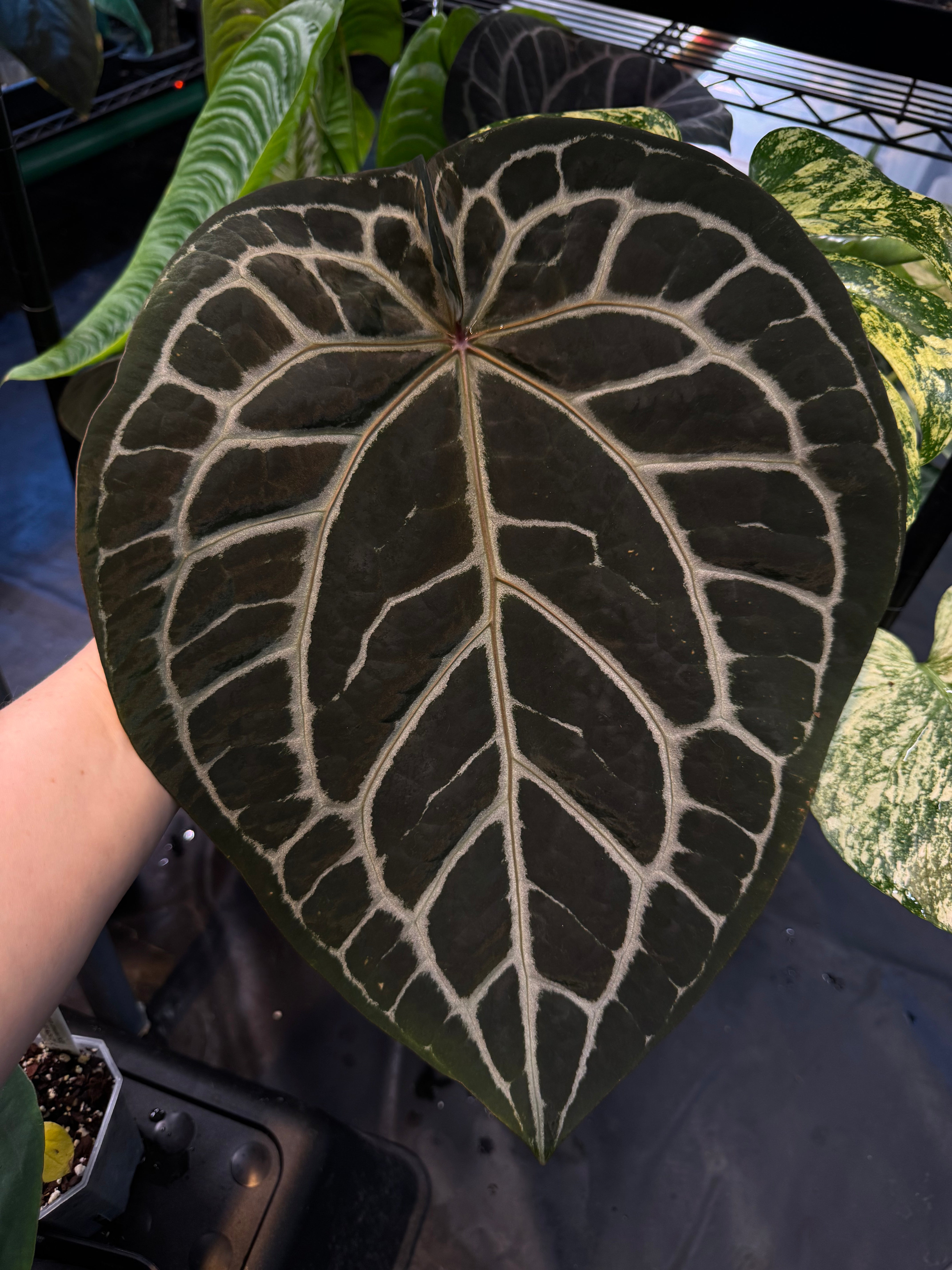 NFS: Anthurium DocBlock Michelle #2 - SMUKHI