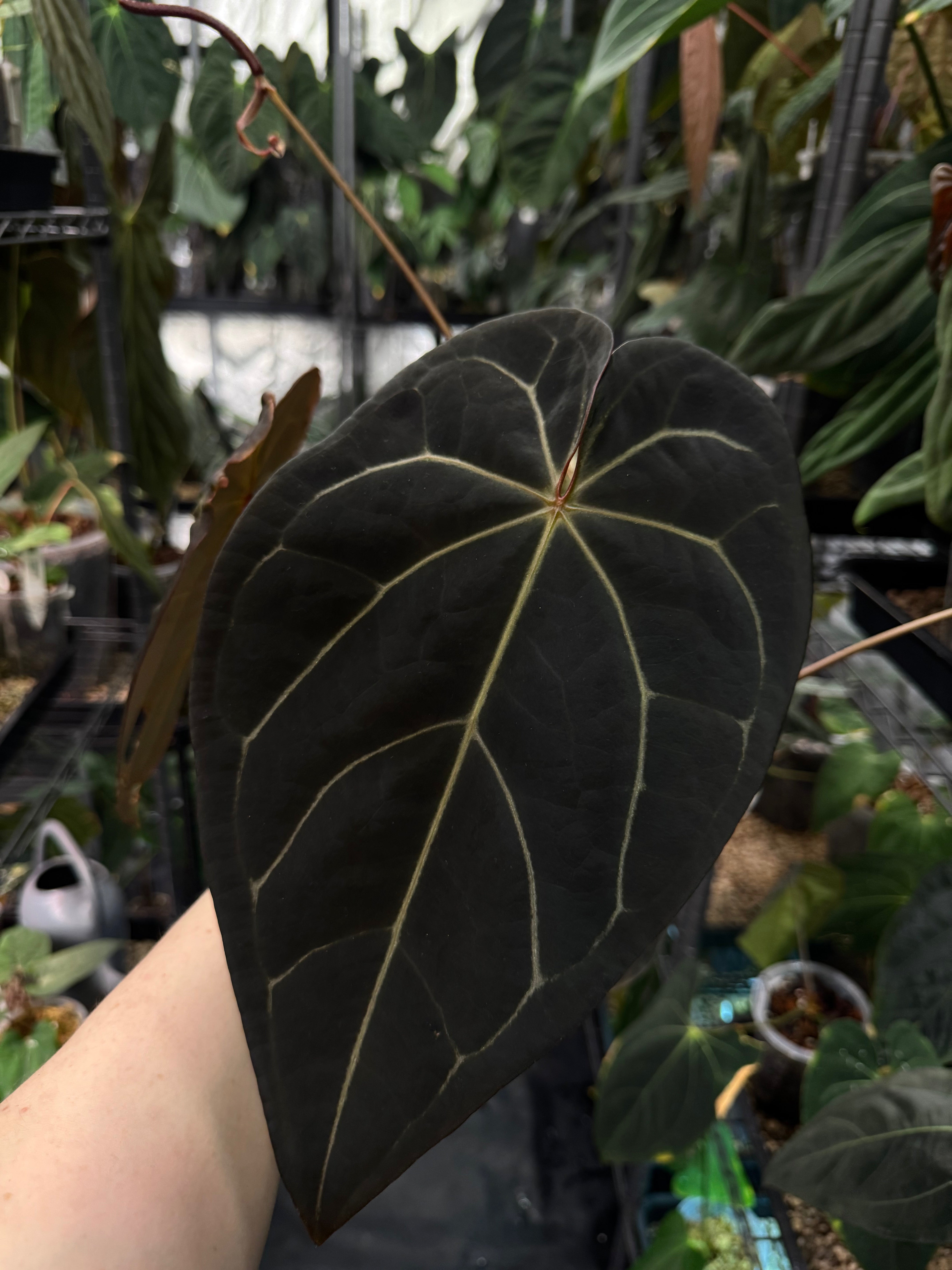 NFS: Anthurium Black Widow '13' x Red Velvet Cake ‘24’ - SMUKHI