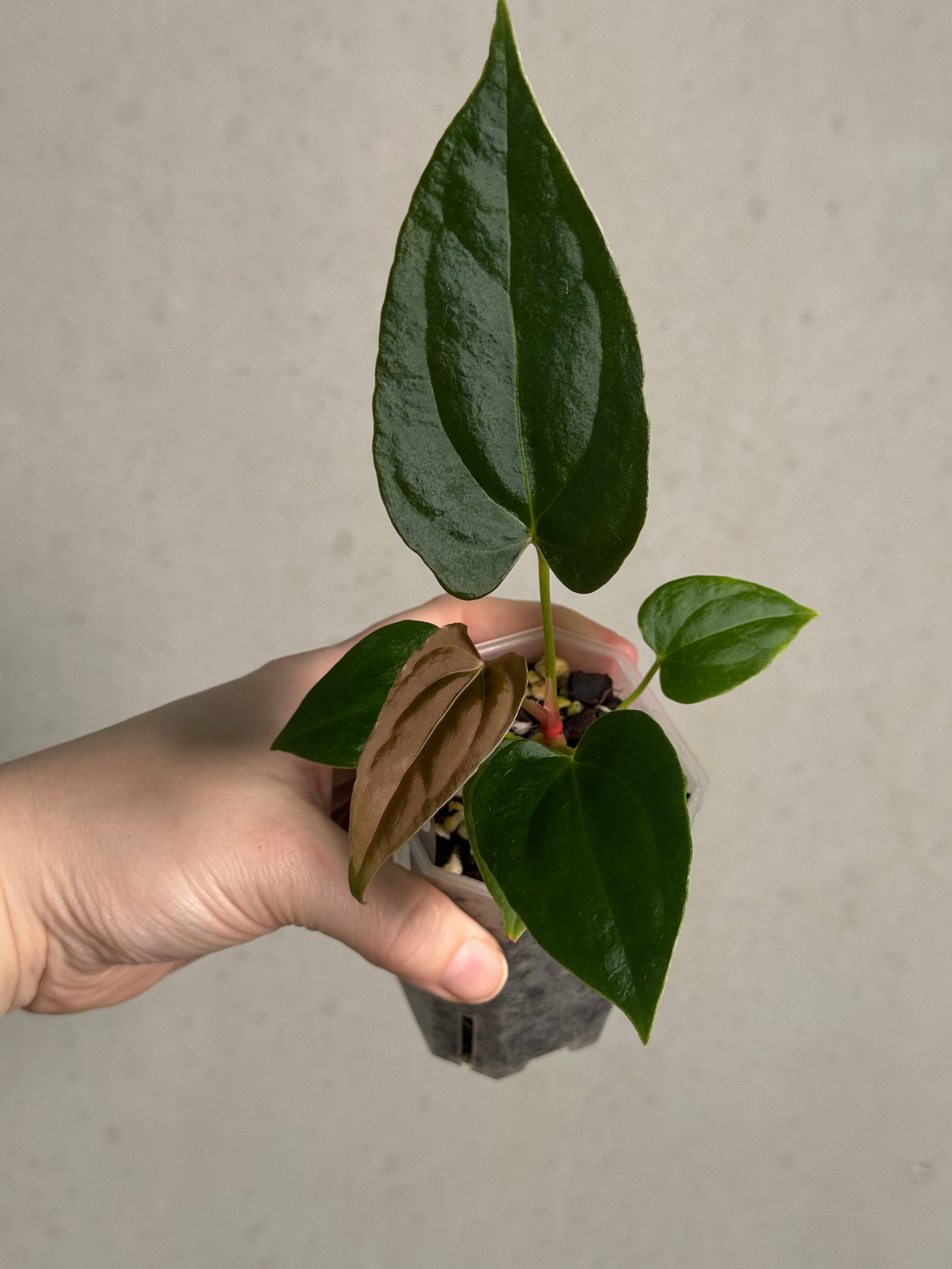 Anthurium (Dark Phoenix x Blue Papillilaminum) x Fort Sherman S1 - SMUKHI