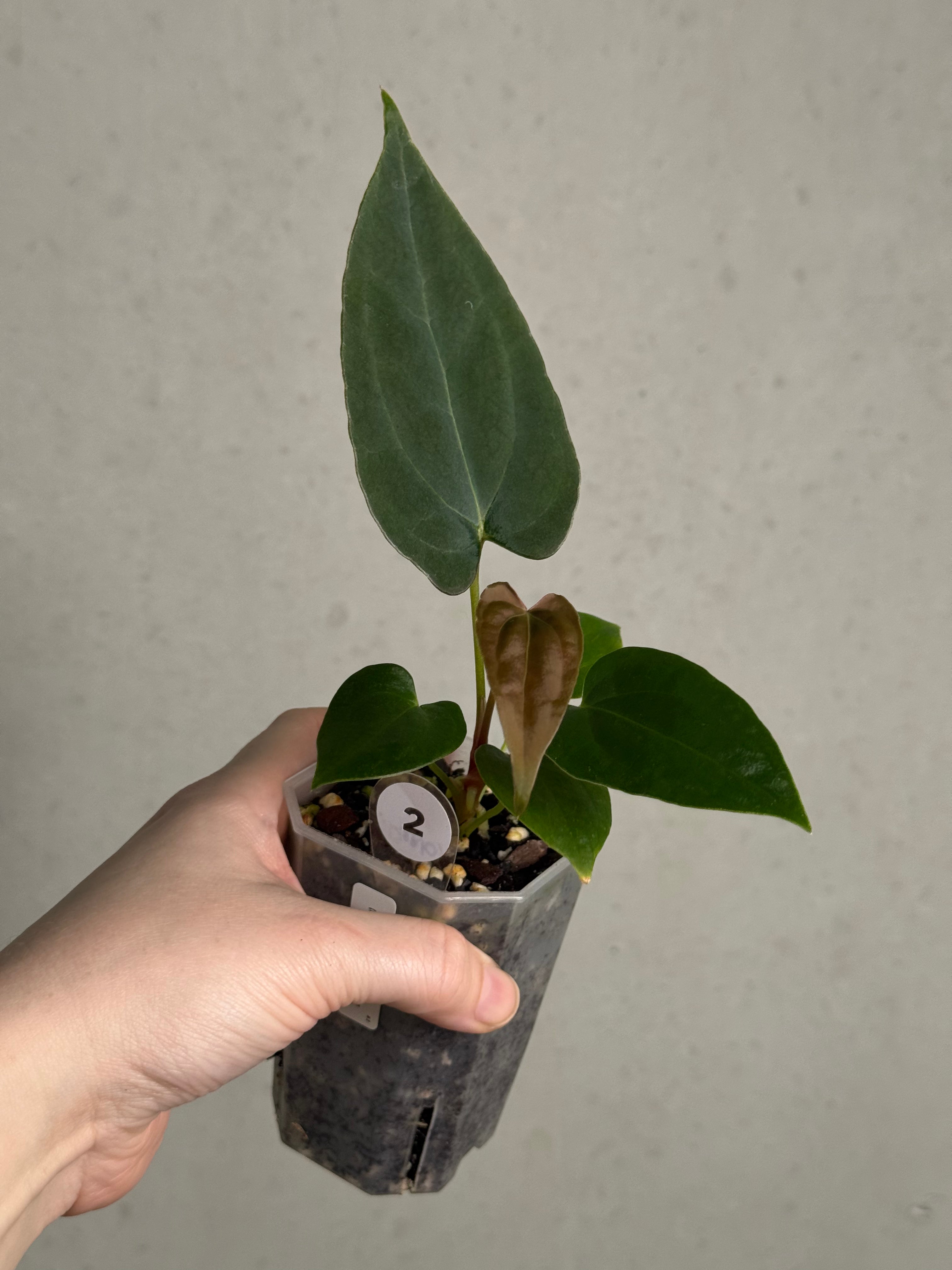 Anthurium (Dark Phoenix x Blue Papillilaminum) x Fort Sherman S1 - SMUKHI