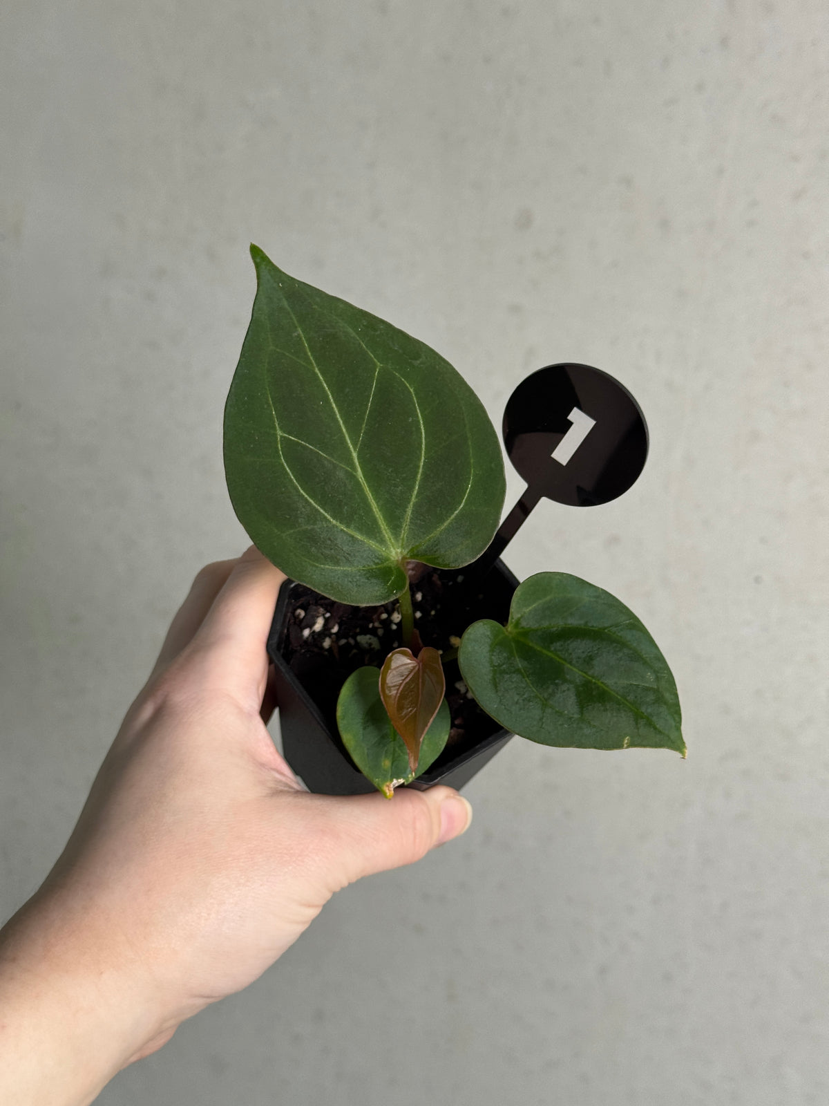 Smukhi Anthurium HU Round '1' x '2' houseplant with glossy green leaves and vibrant red flowers, decorative indoor plant.