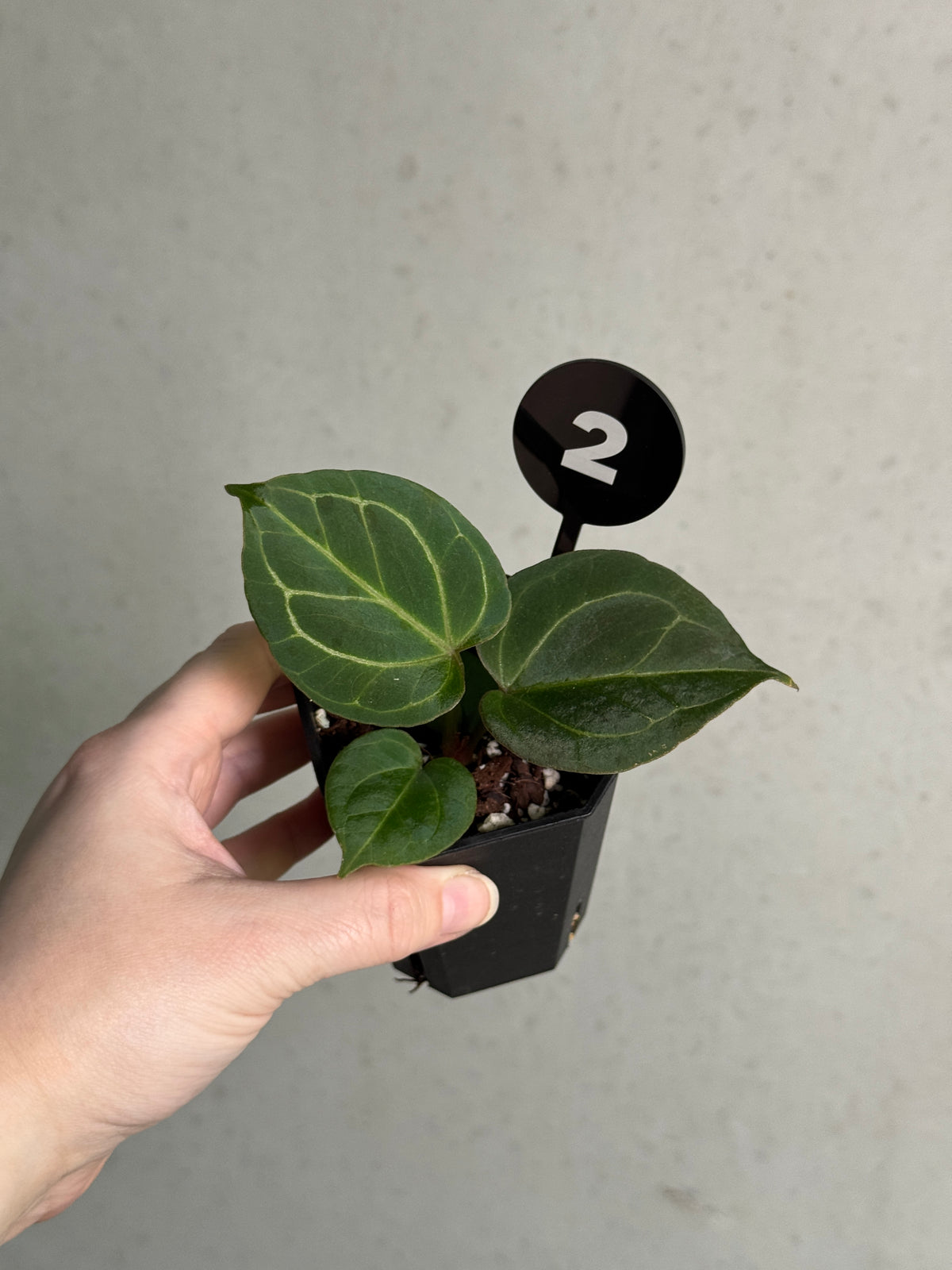SMUKHI Anthurium HU Round '1' x '2' houseplant with glossy green leaves and vibrant red flowers, shown in a decorative pot.