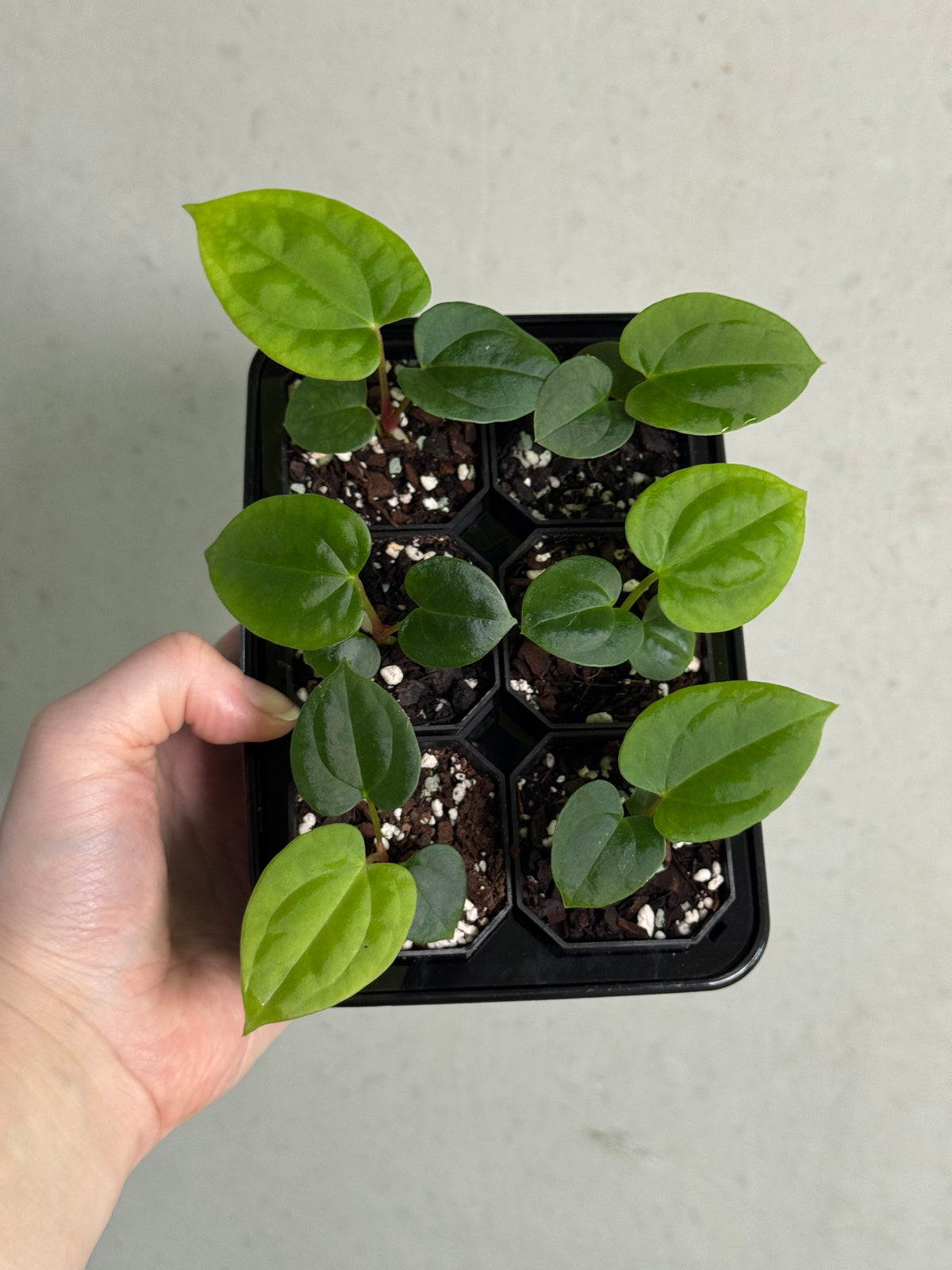 Anthurium Goliath x Red Vein Dark Phoenix plant with large dark green leaves and vibrant red-veined foliage, from SMUKHI.