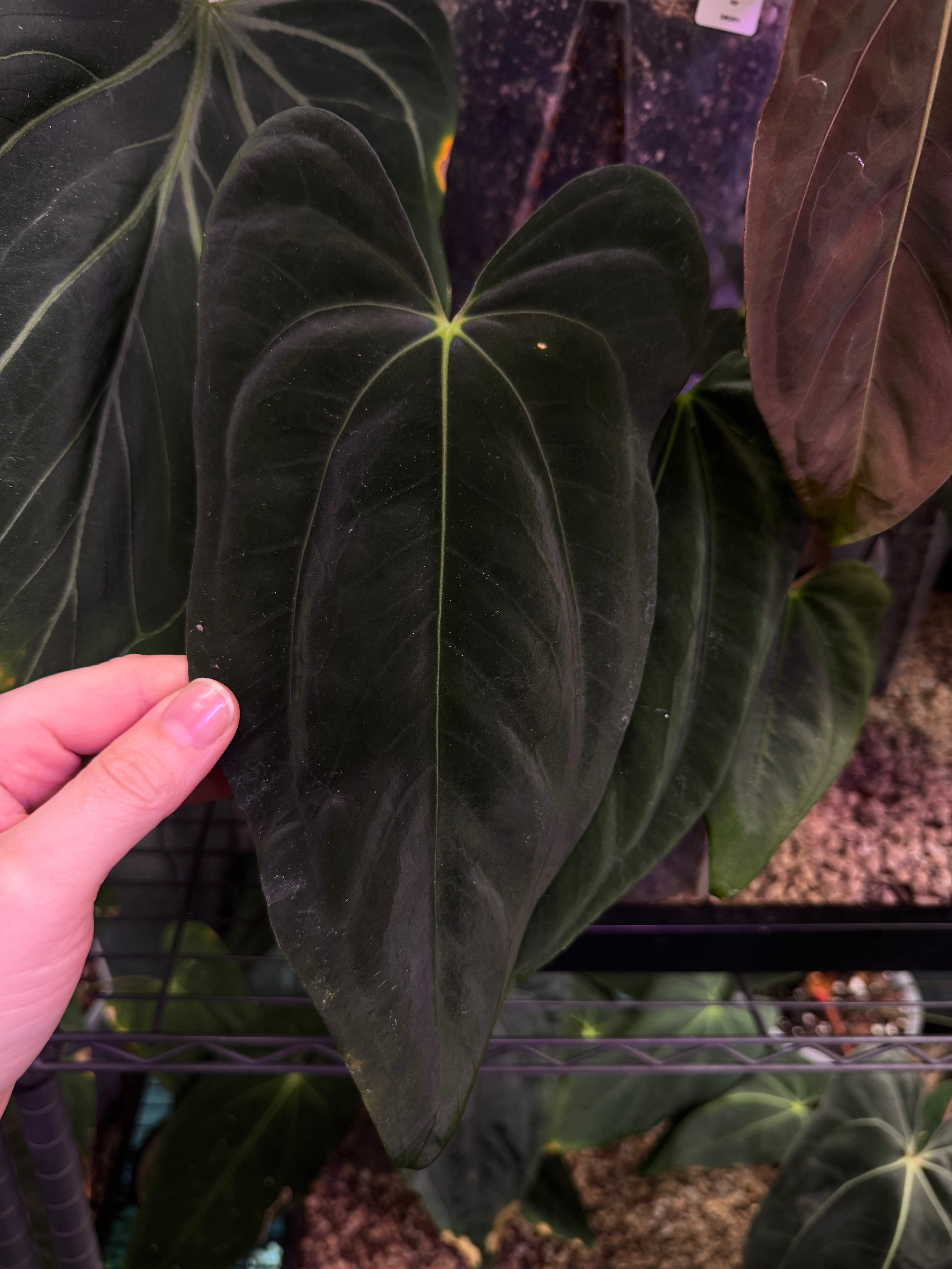 NFS: Anthurium FSxRL ‘Grim Reaper’ x Papillilaminum RA6 - SMUKHI