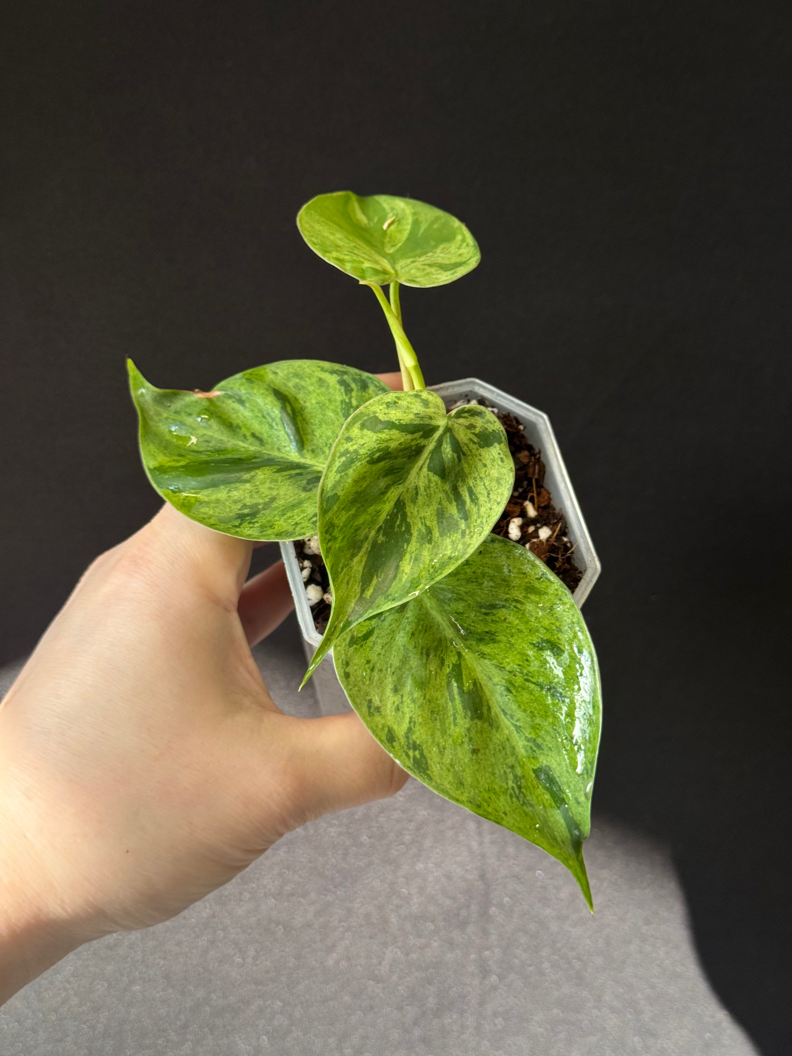 Philodendron Hederaceum Oxycardium Variegata