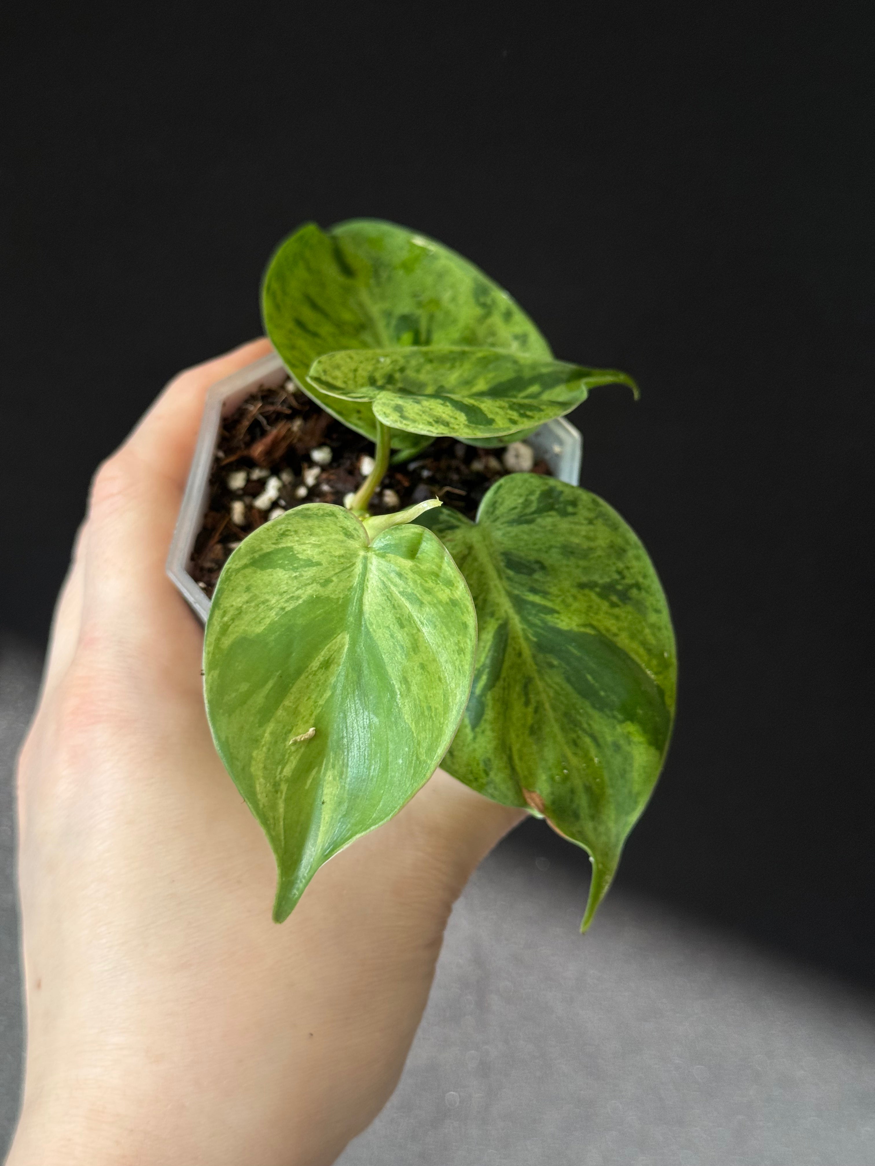 Philodendron Hederaceum Oxycardium Variegata