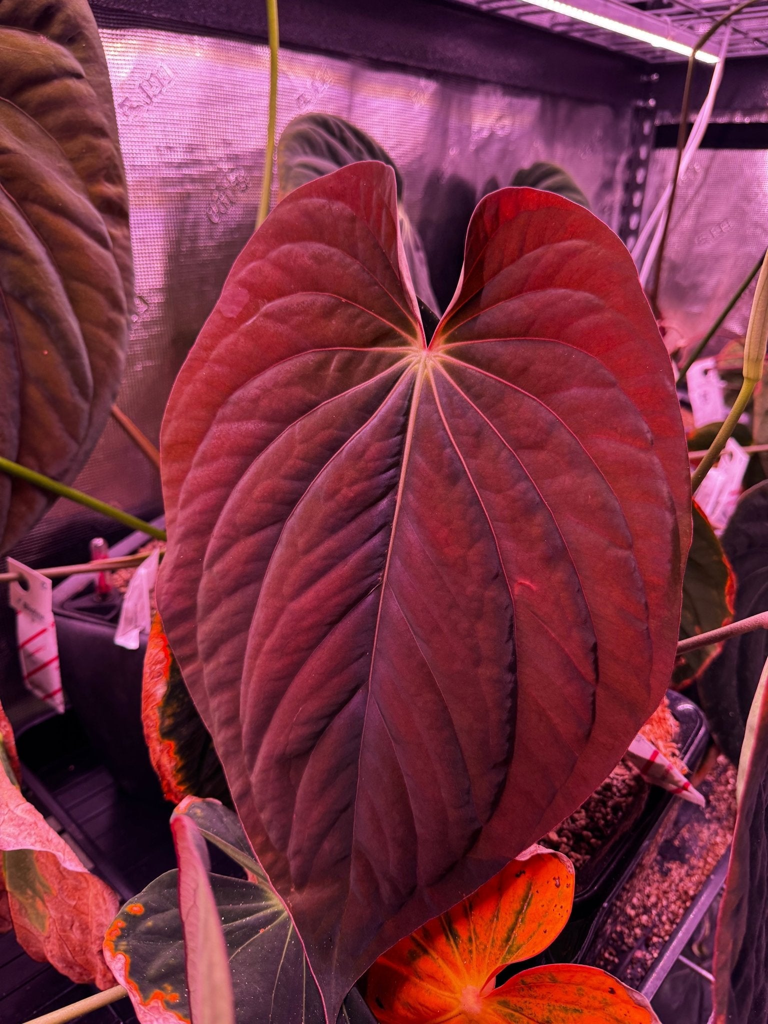 Anthurium Antolakii (BVEP) 'Dark Star' x Carlablackiae GPH-001