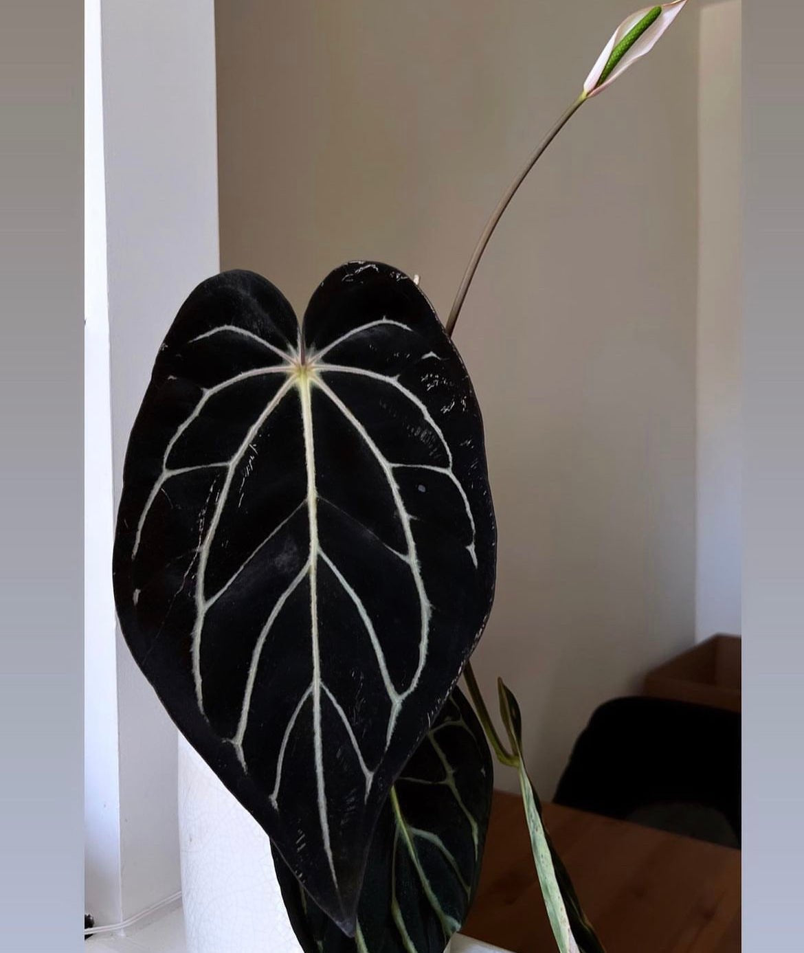 Anthurium Antolakii (BVEP) 'Dark Star' x Carlablackiae GPH-001