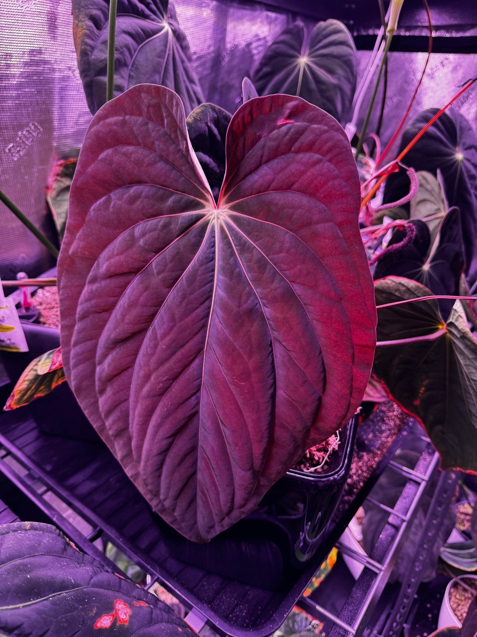 Anthurium Antolakii (BVEP) 'Dark Star' x Carlablackiae GPH-001
