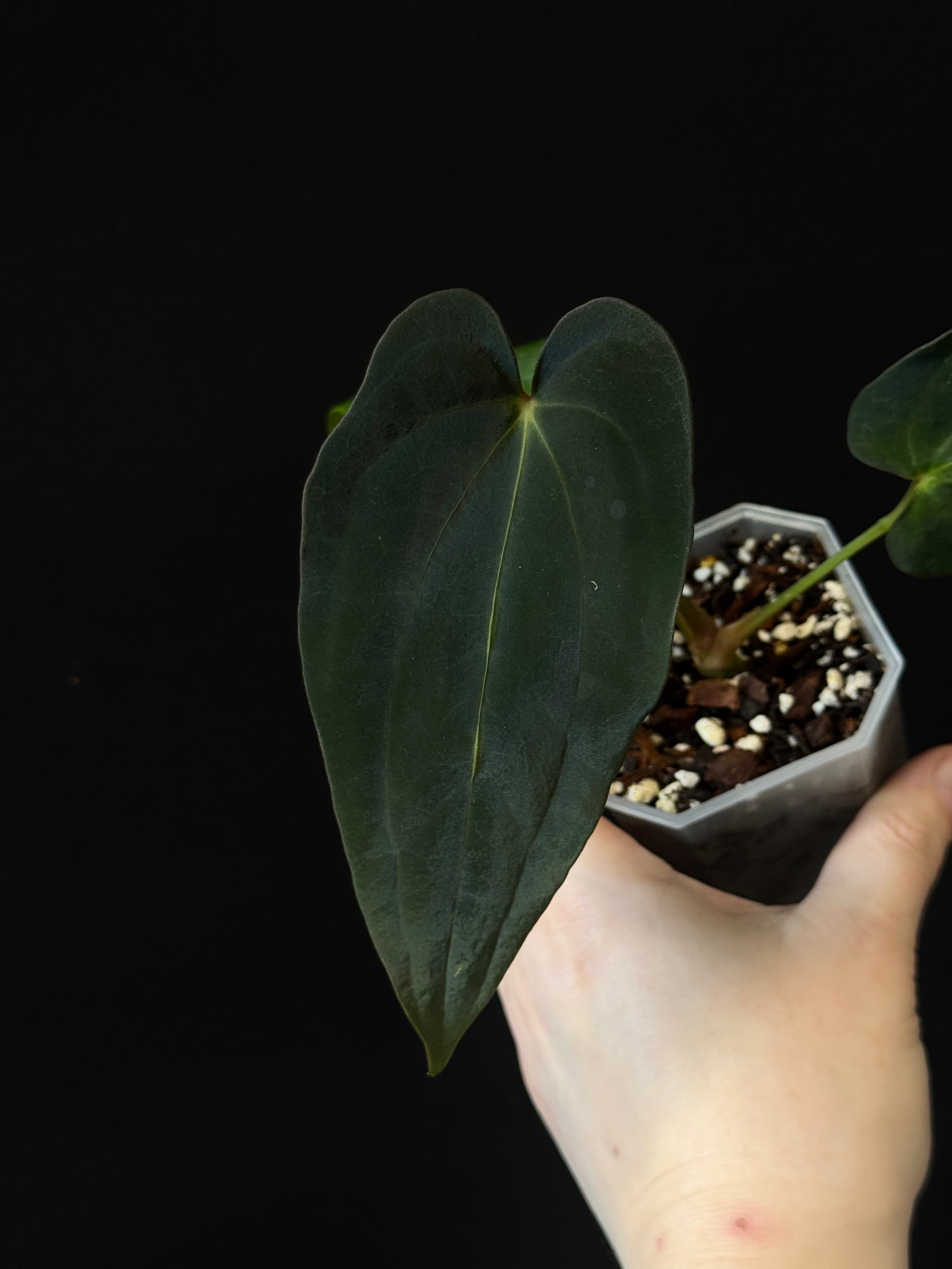 Anthurium sp. Nov DF x Antolakii (BVEP) RA1