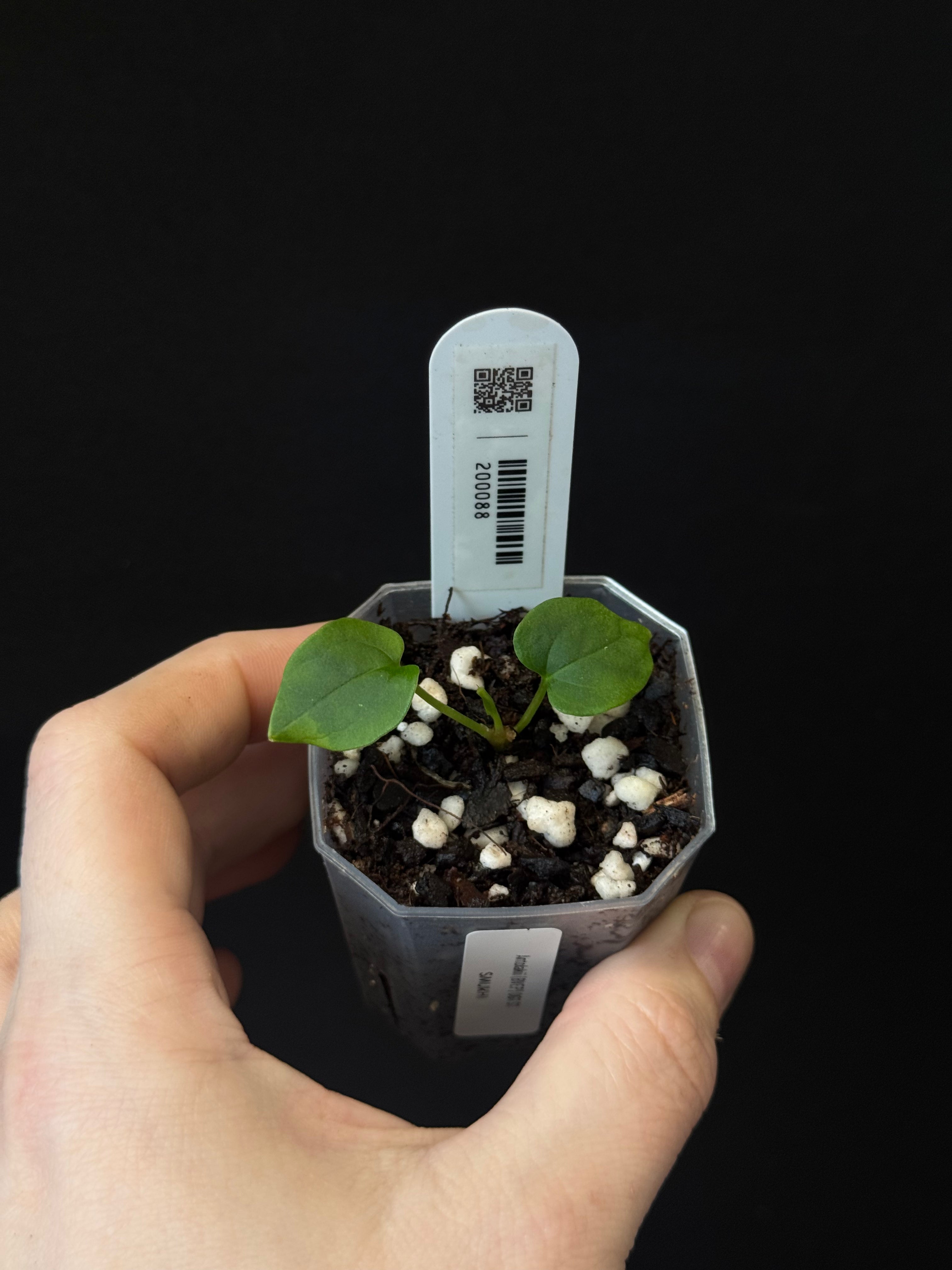 Anthurium Antolakii (BVEP) OG1 S1