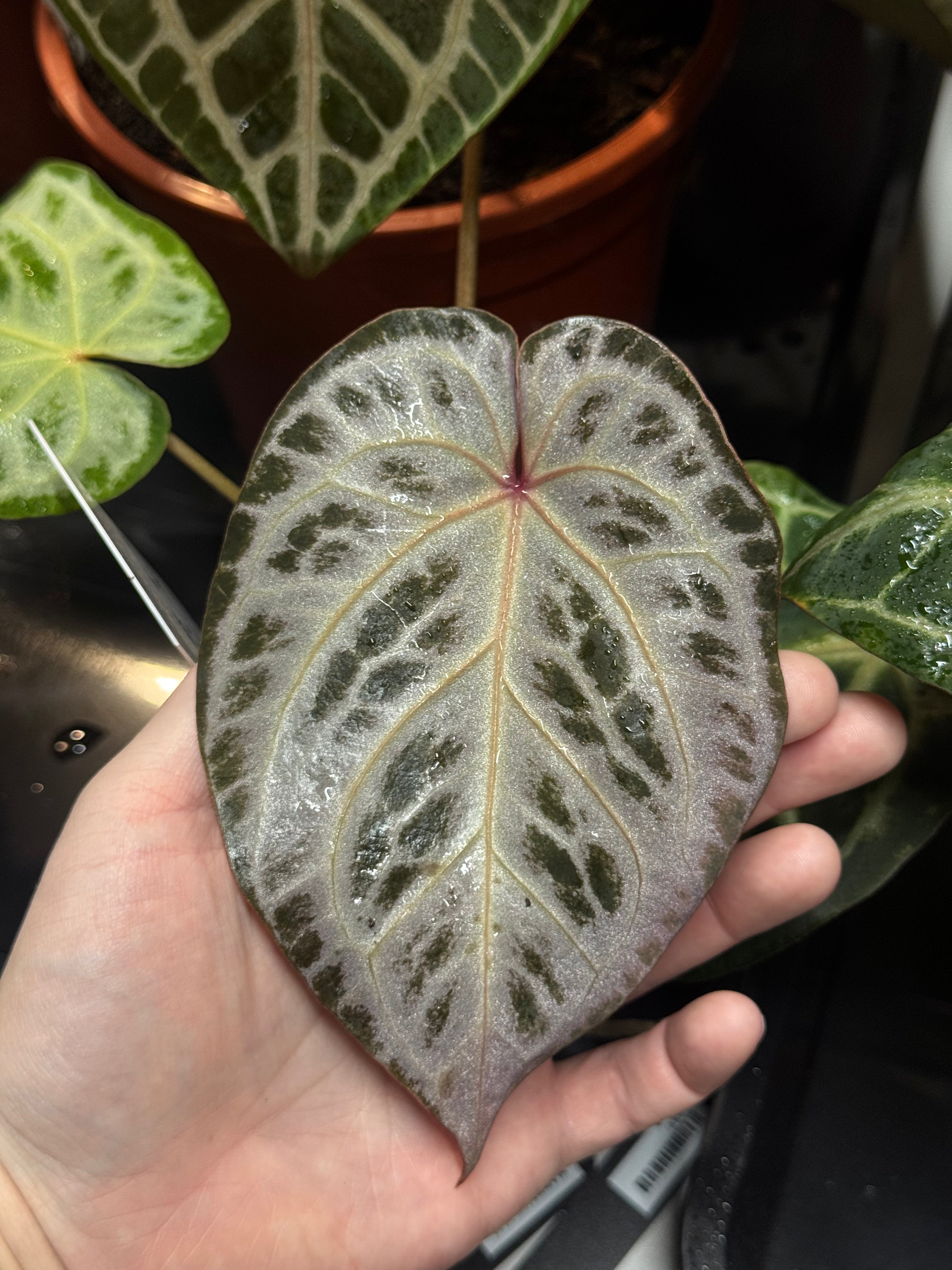 NFS: Anthurium Red Crystal Blush '2' x '1'