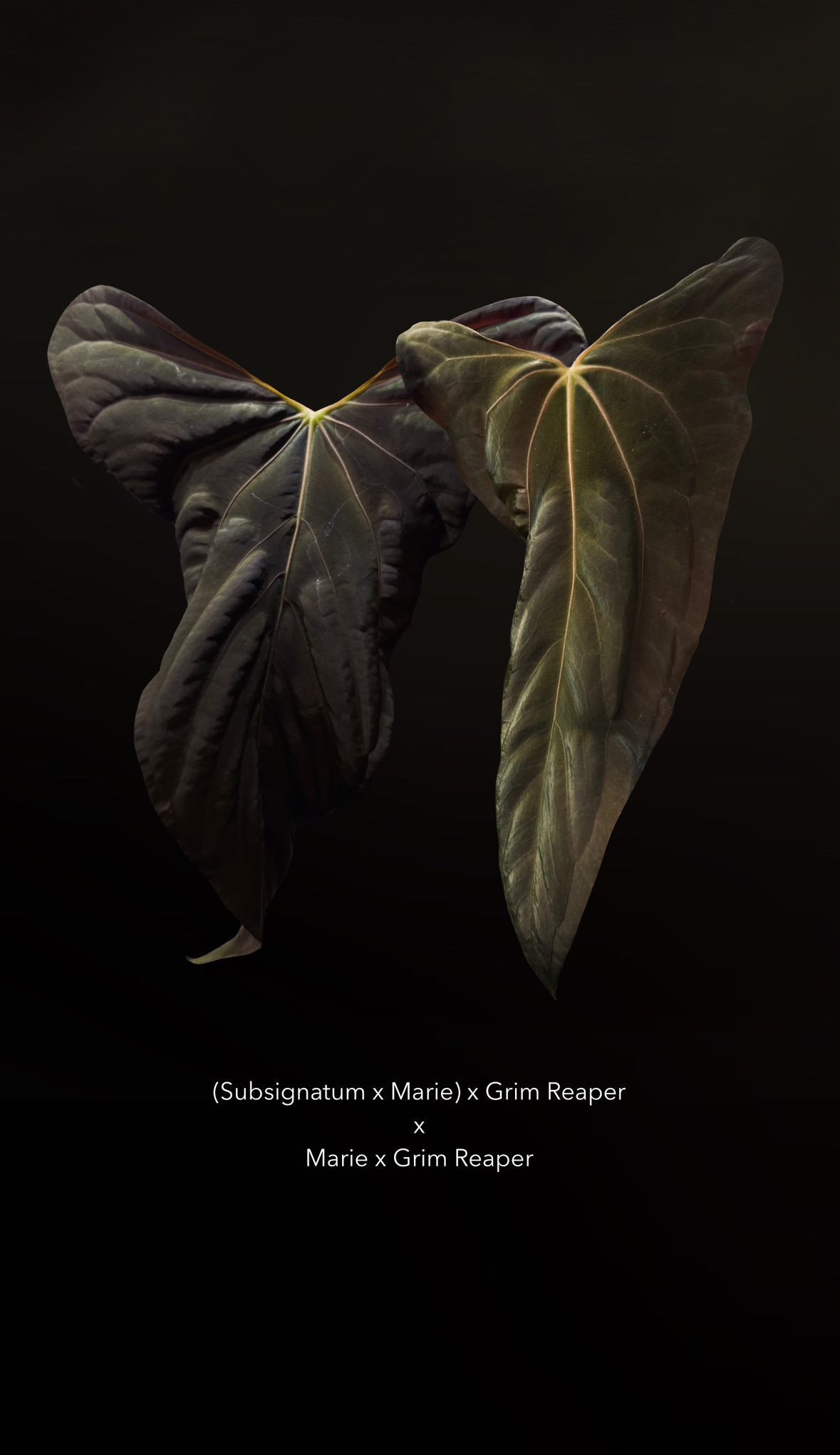 NFS: Anthurium ((Subsignatum x Pap. ’Marie’)) x (Pap. ’Marie’ x FSxRL ‘Grim Reaper’)