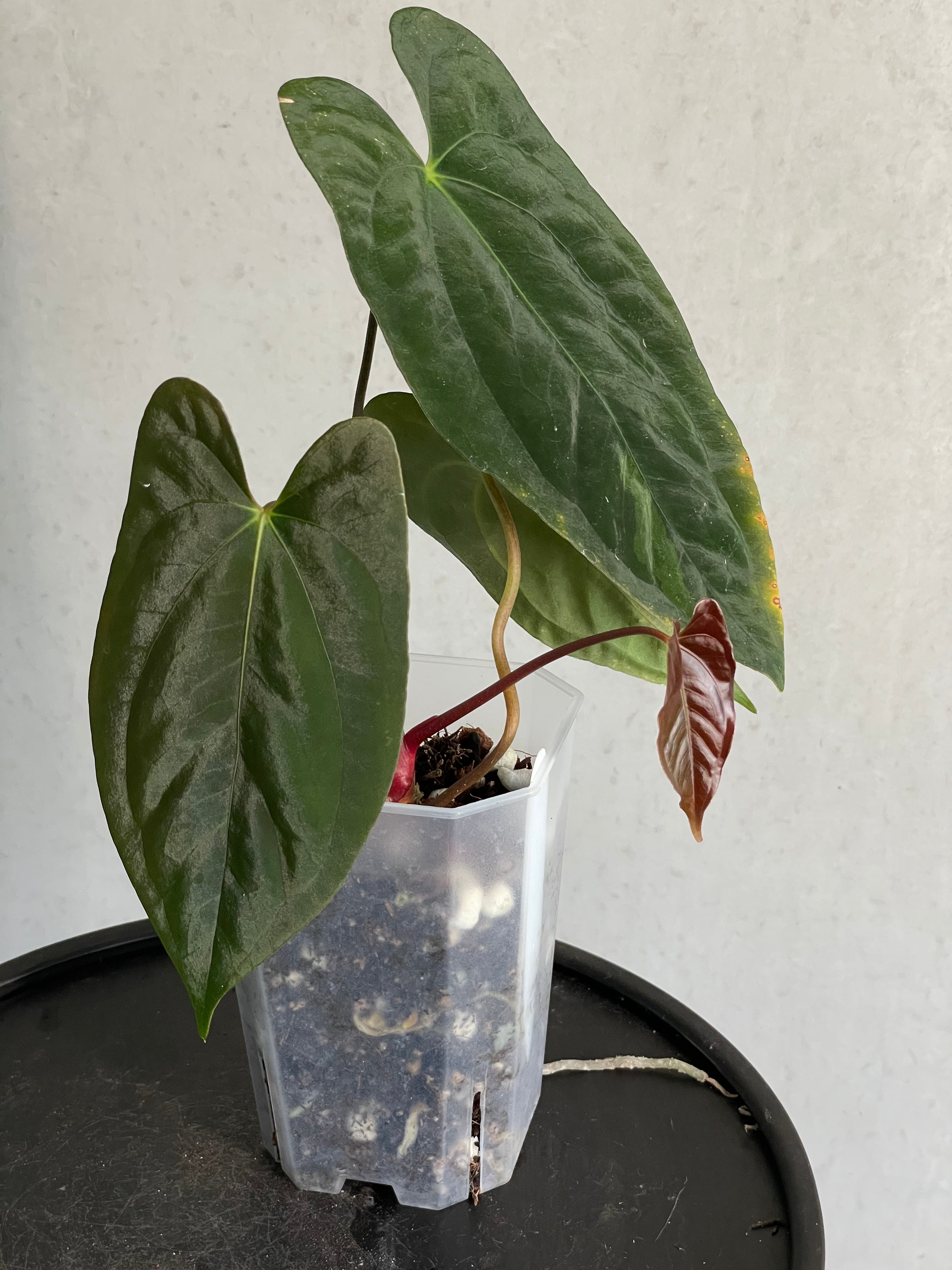 Anthurium Papillilaminum ‘Lago Gatun’ F1 - Clone
