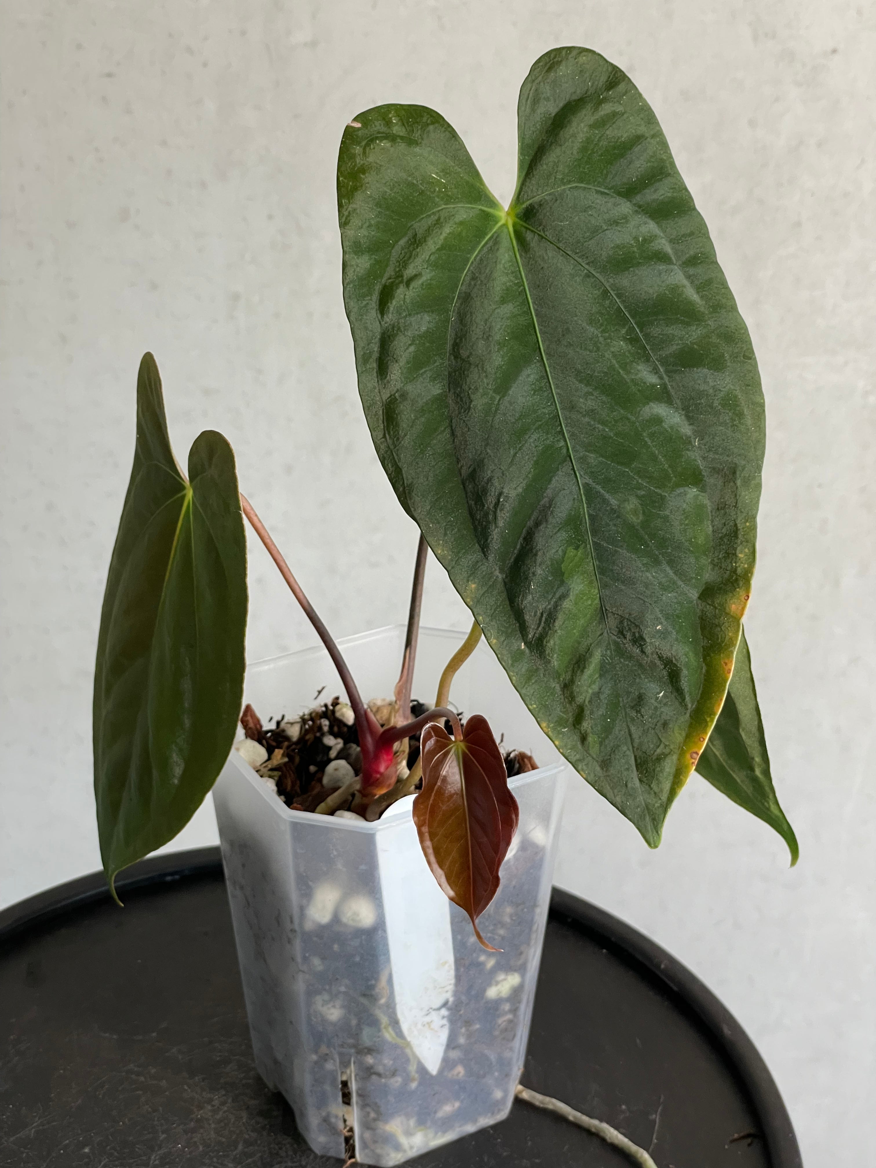 Anthurium Papillilaminum ‘Lago Gatun’ F1 - Clone