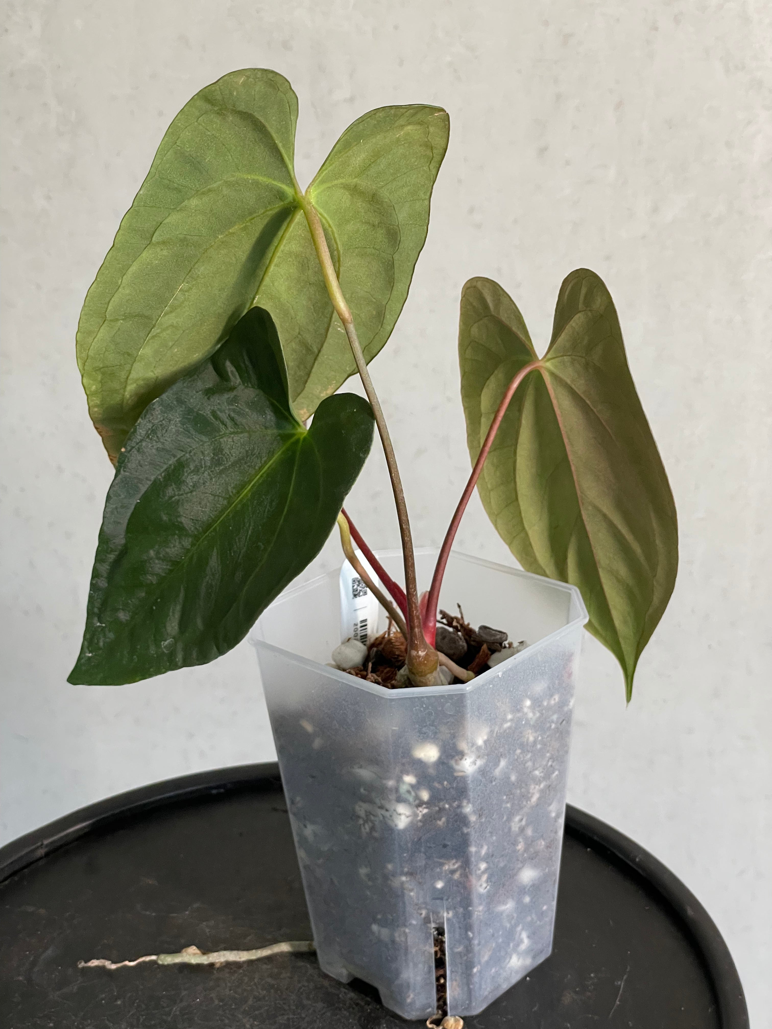 Anthurium Papillilaminum ‘Lago Gatun’ F1 - Clone