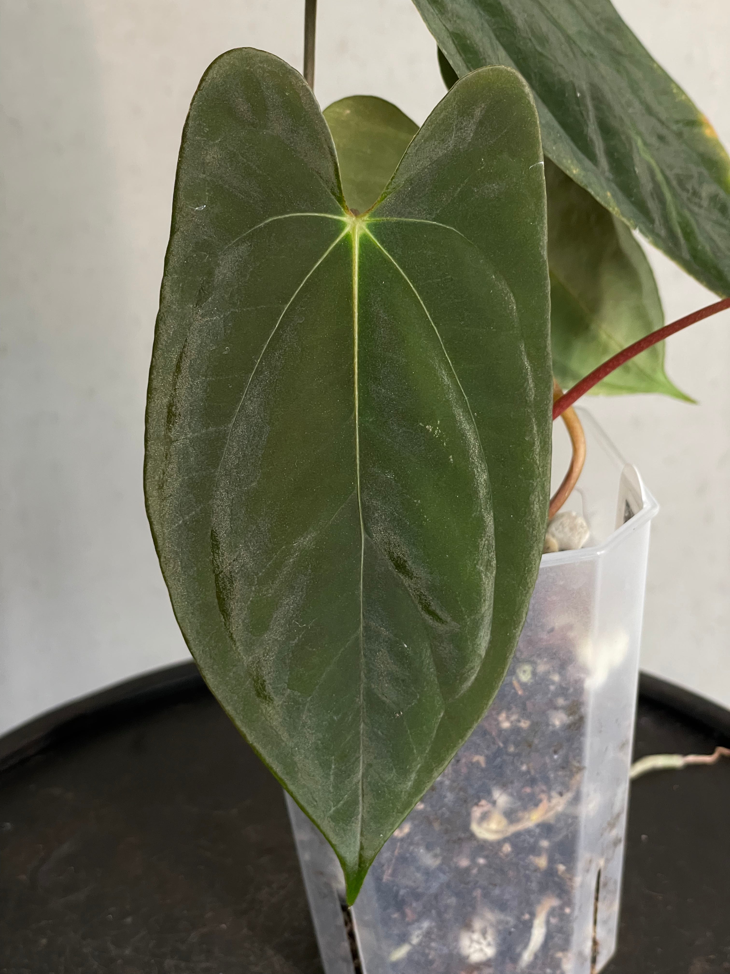 Anthurium Papillilaminum ‘Lago Gatun’ F1 - Clone