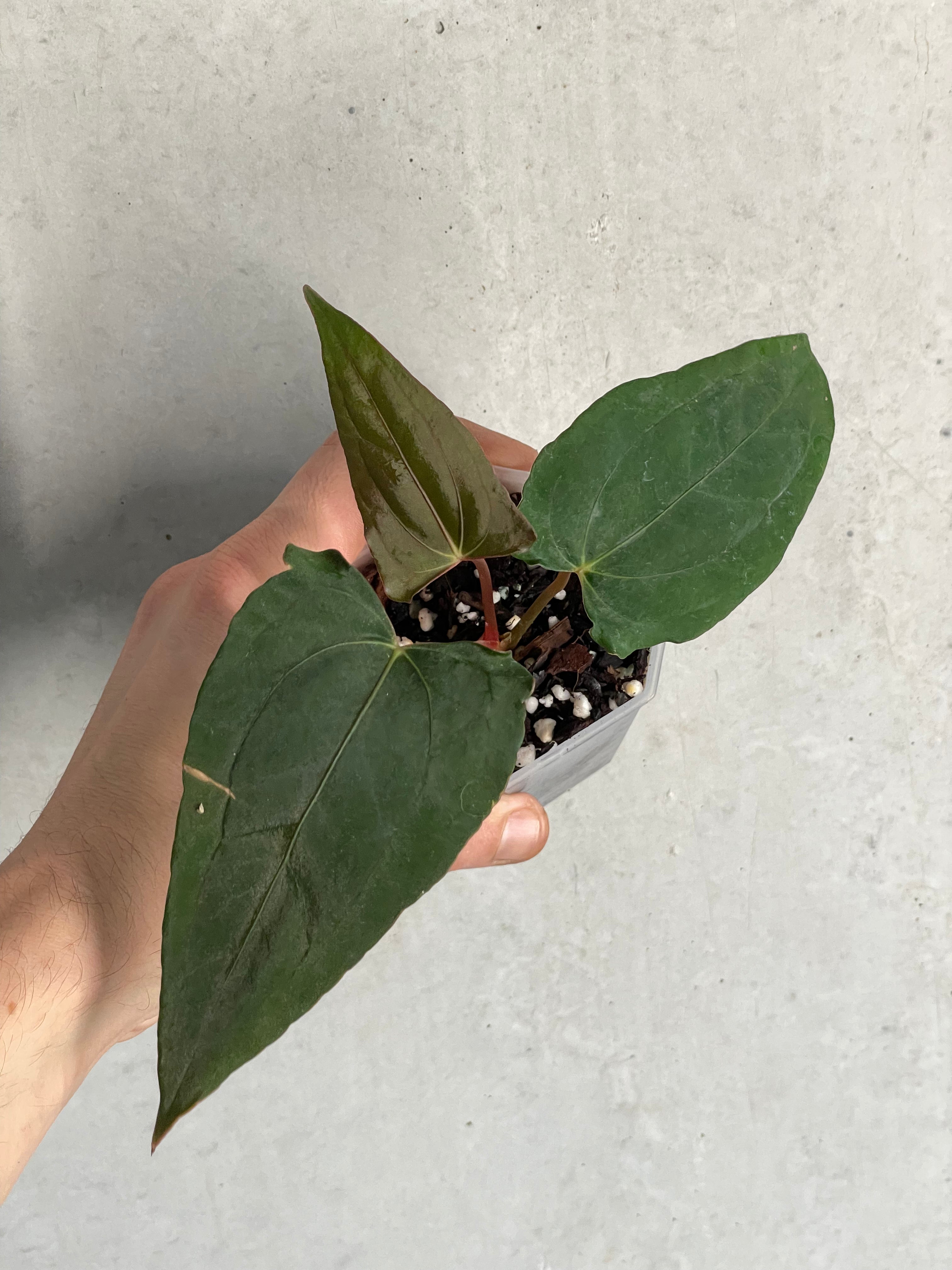 Anthurium Dark Phoenix x Dark Phoenix (Wide Sinus Mutation) - Clone