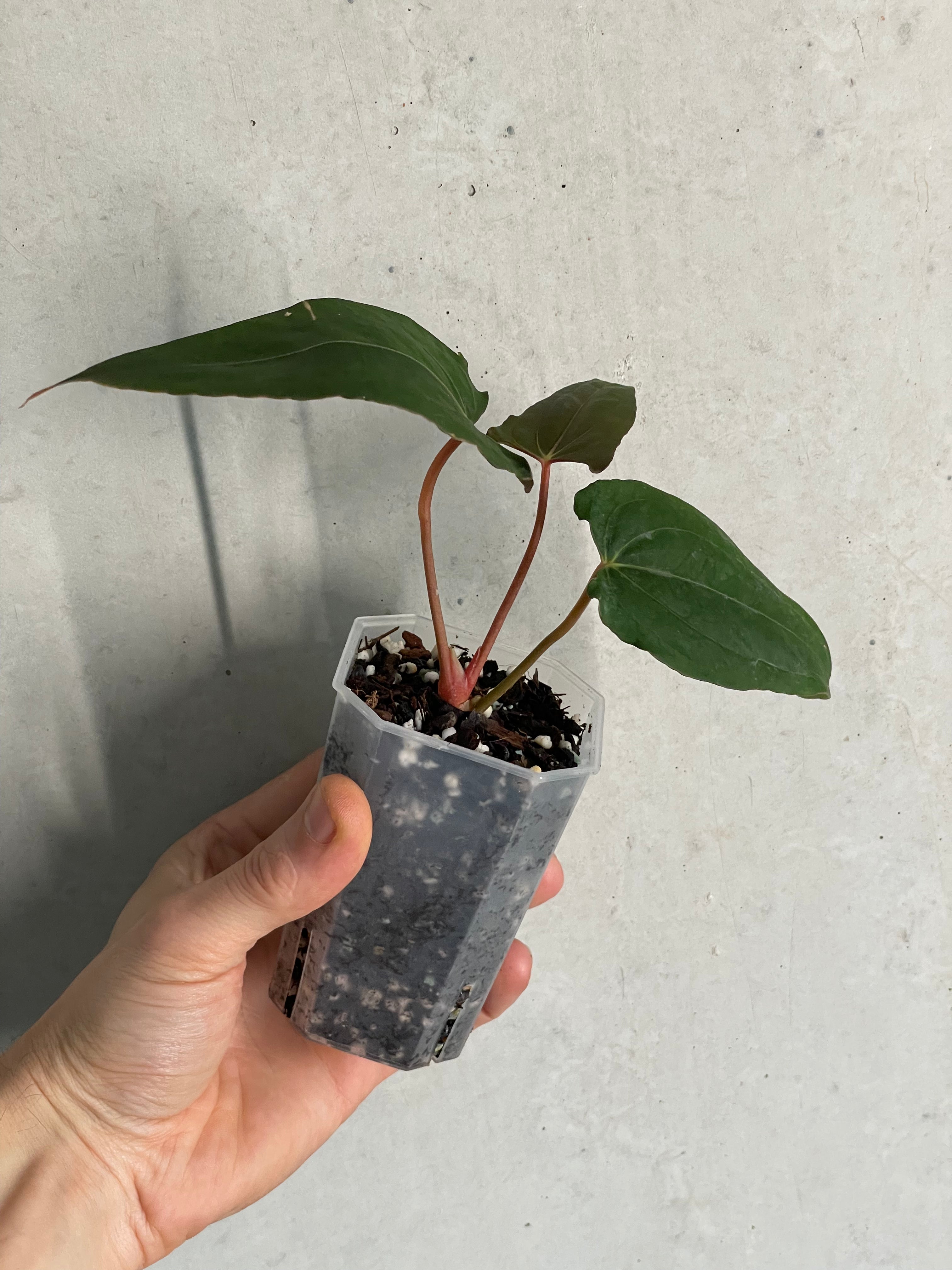 Anthurium Dark Phoenix x Dark Phoenix (Wide Sinus Mutation) - Clone