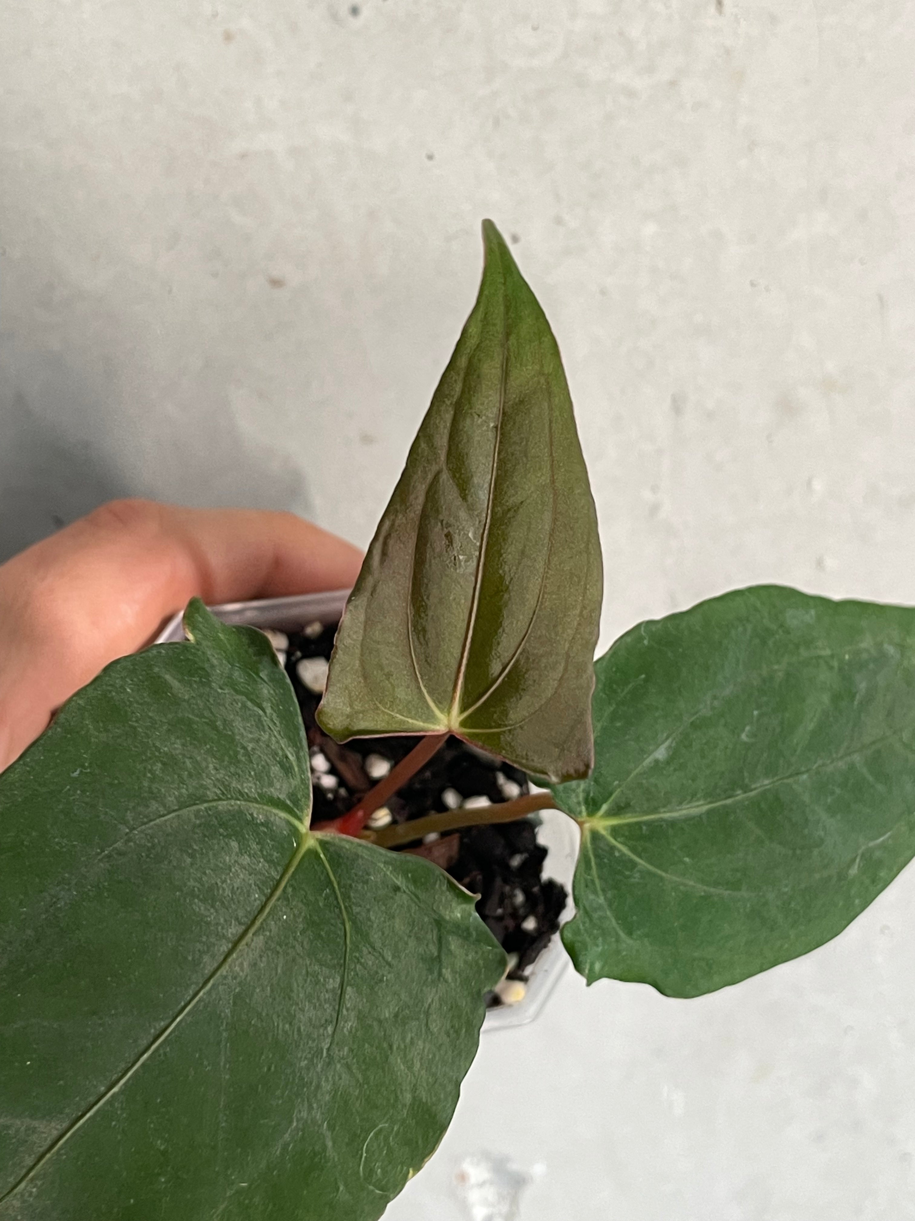 Anthurium Dark Phoenix x Dark Phoenix (Wide Sinus Mutation) - Clone