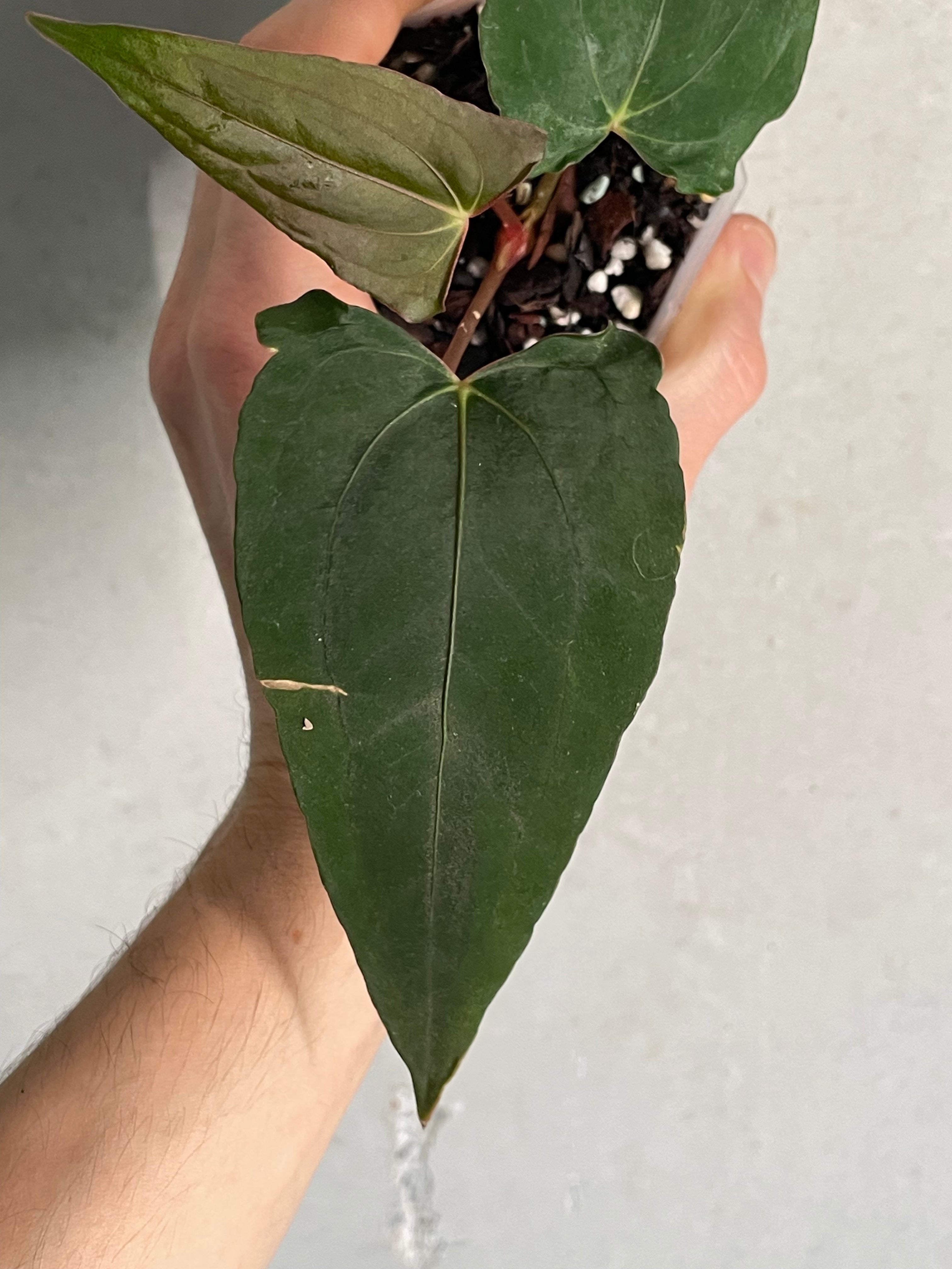 Anthurium Dark Phoenix x Dark Phoenix (Wide Sinus Mutation) - Clone