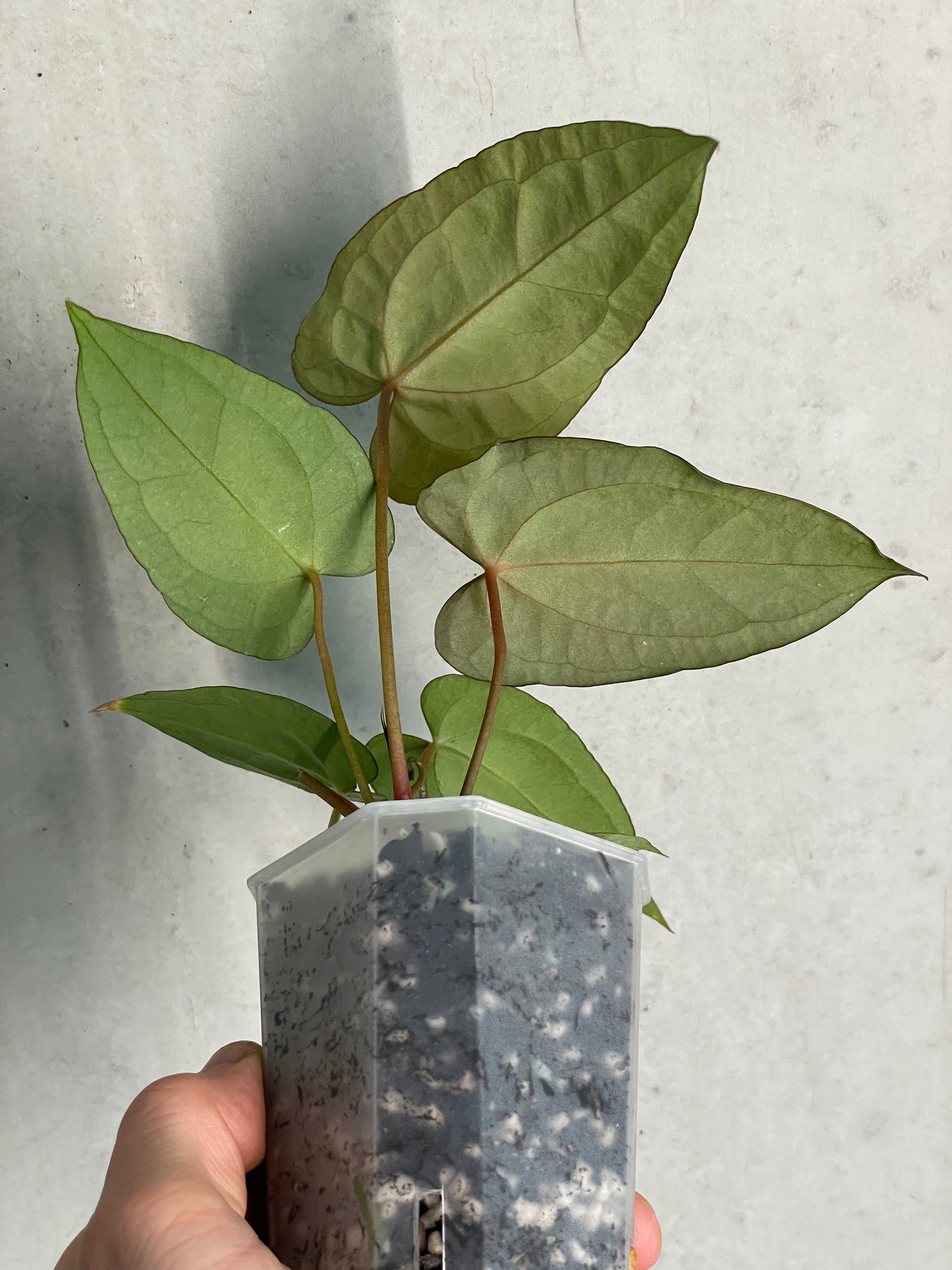 Anthurium ‘Super Sherpa’ x self