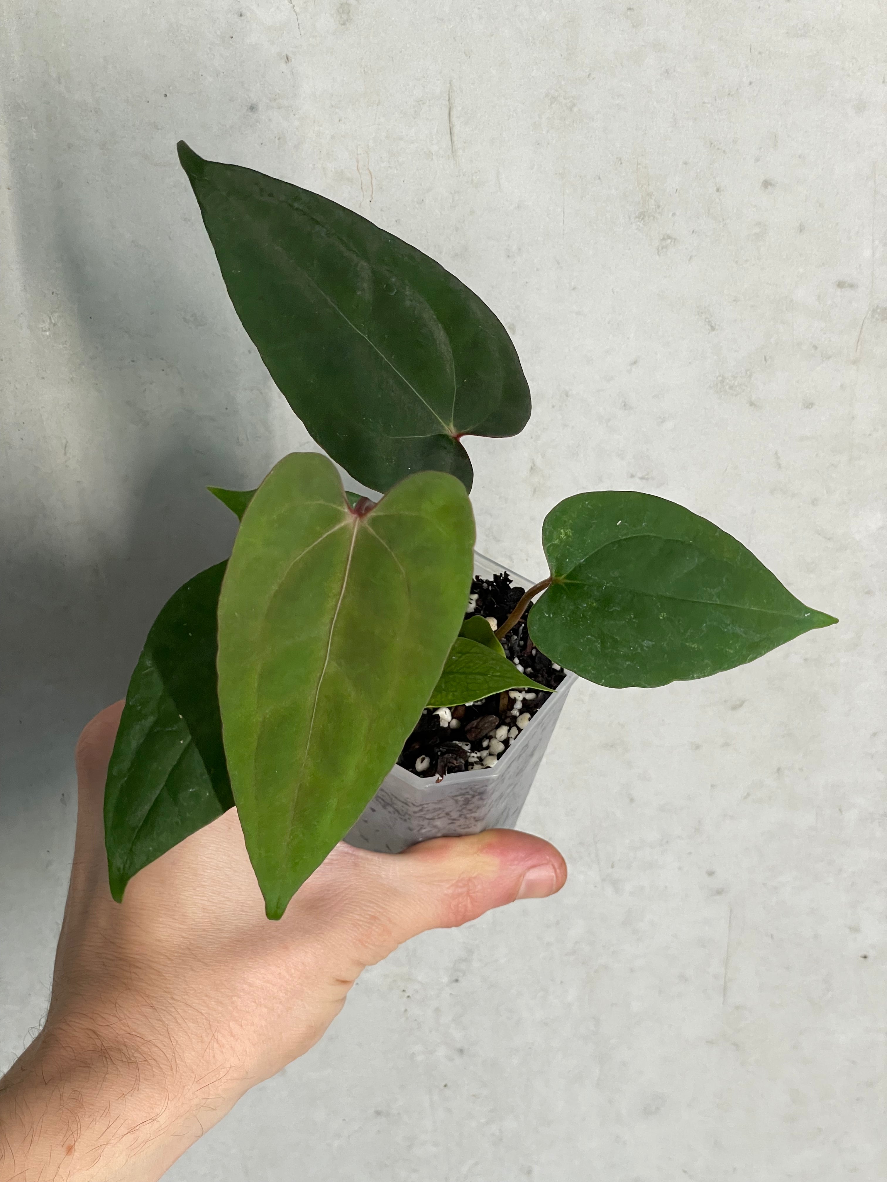 Anthurium ‘Super Sherpa’ x self