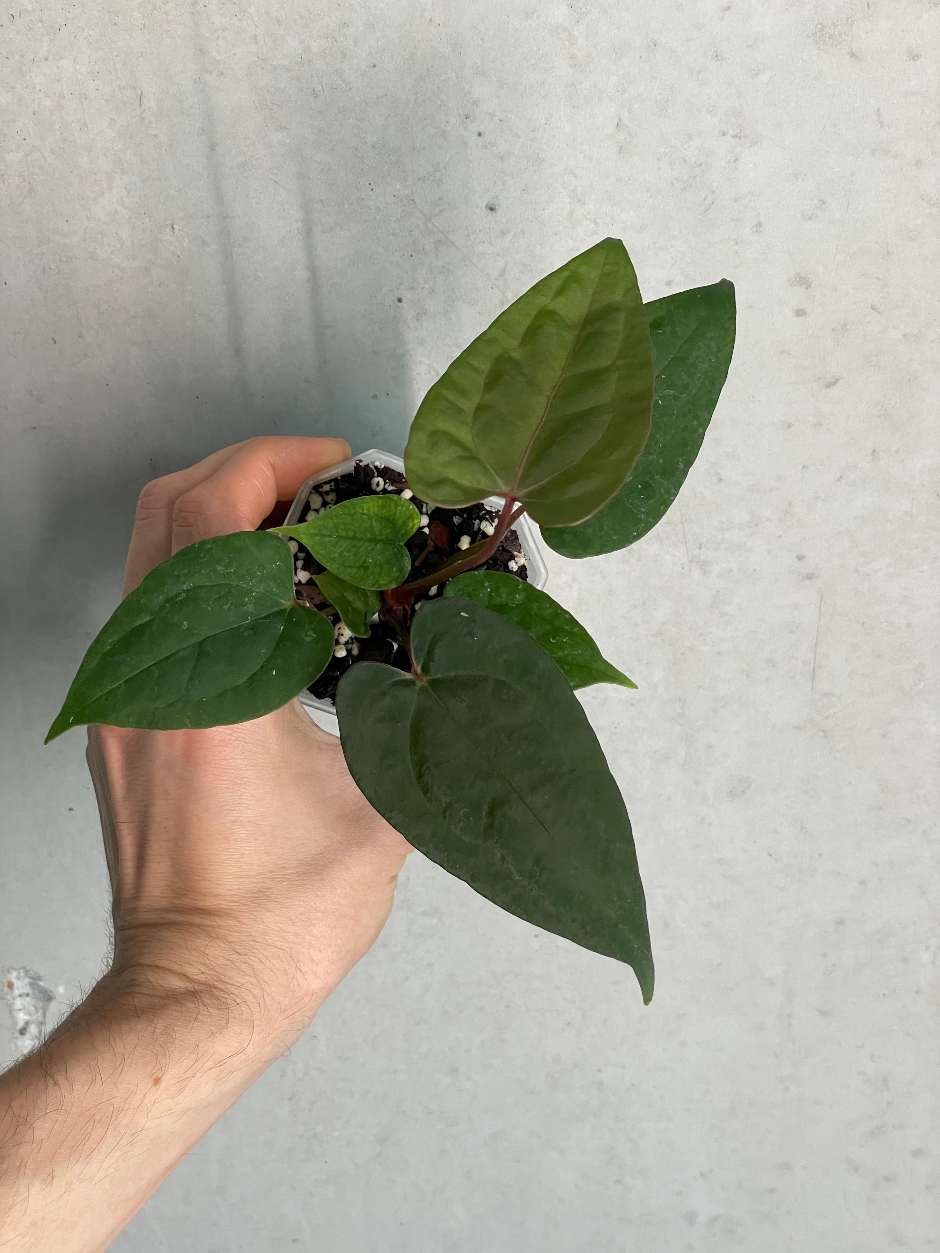 Anthurium ‘Super Sherpa’ x self