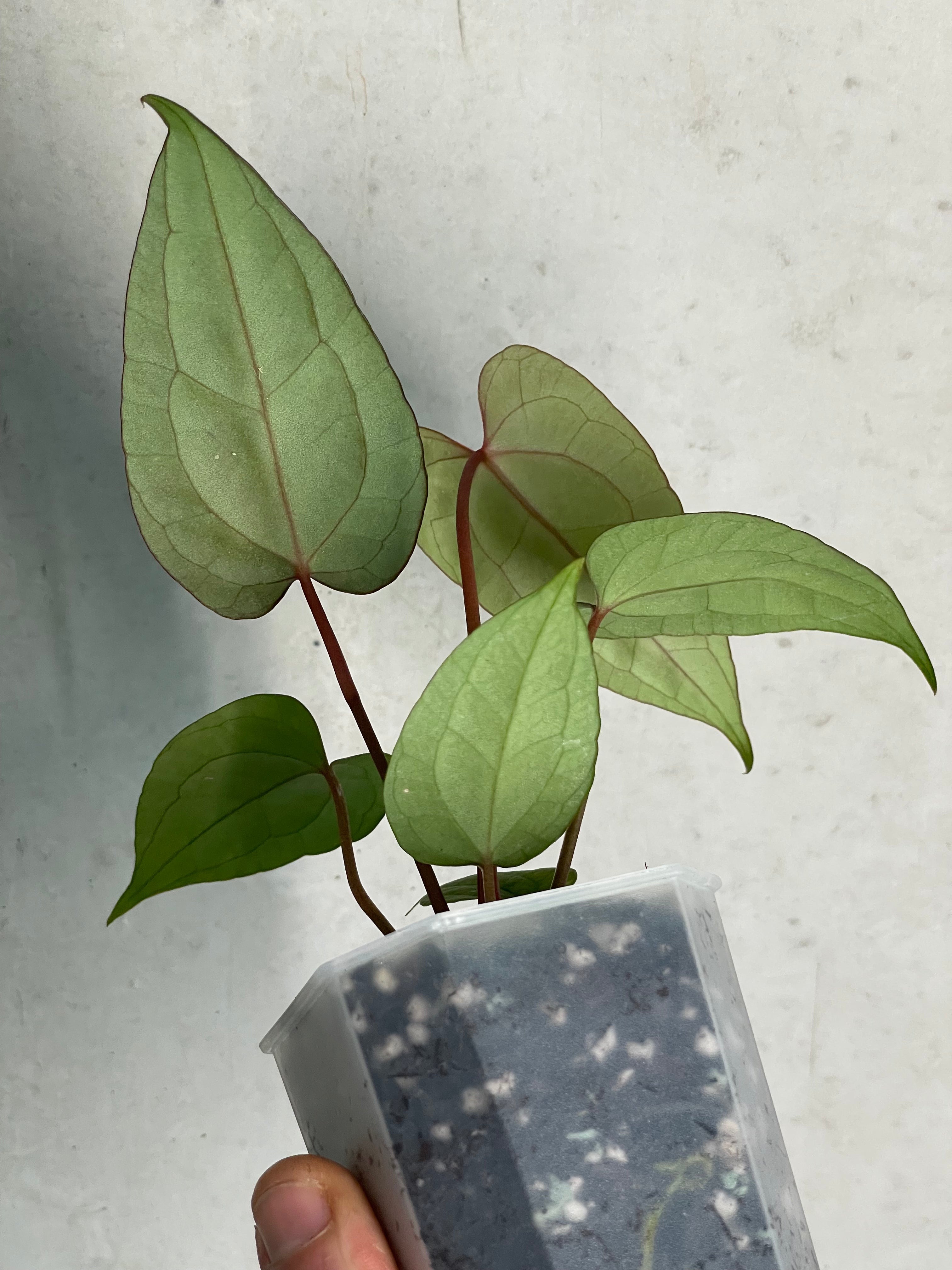 Anthurium ‘Super Sherpa’ x self