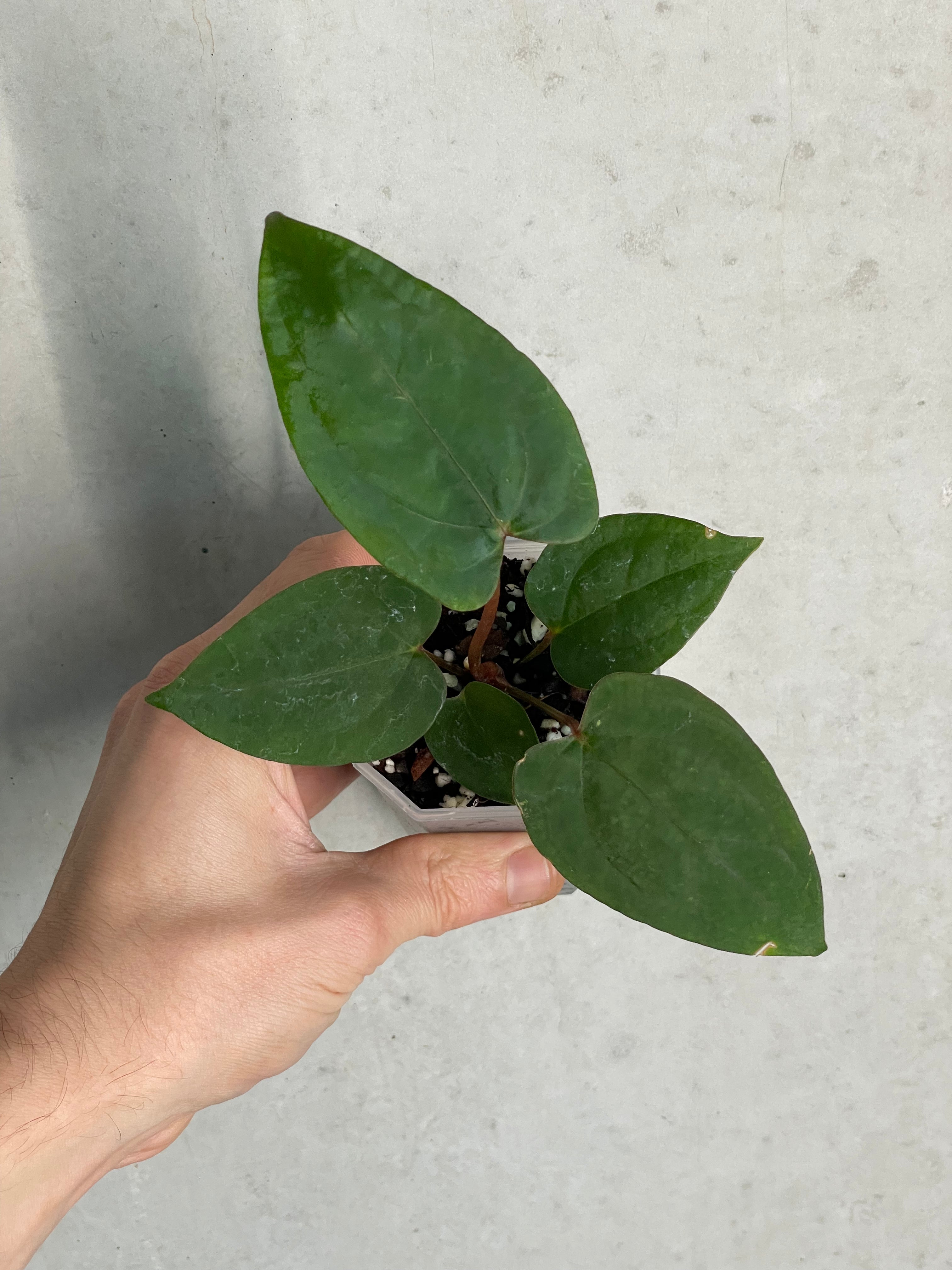 Anthurium ‘Super Sherpa’ x self