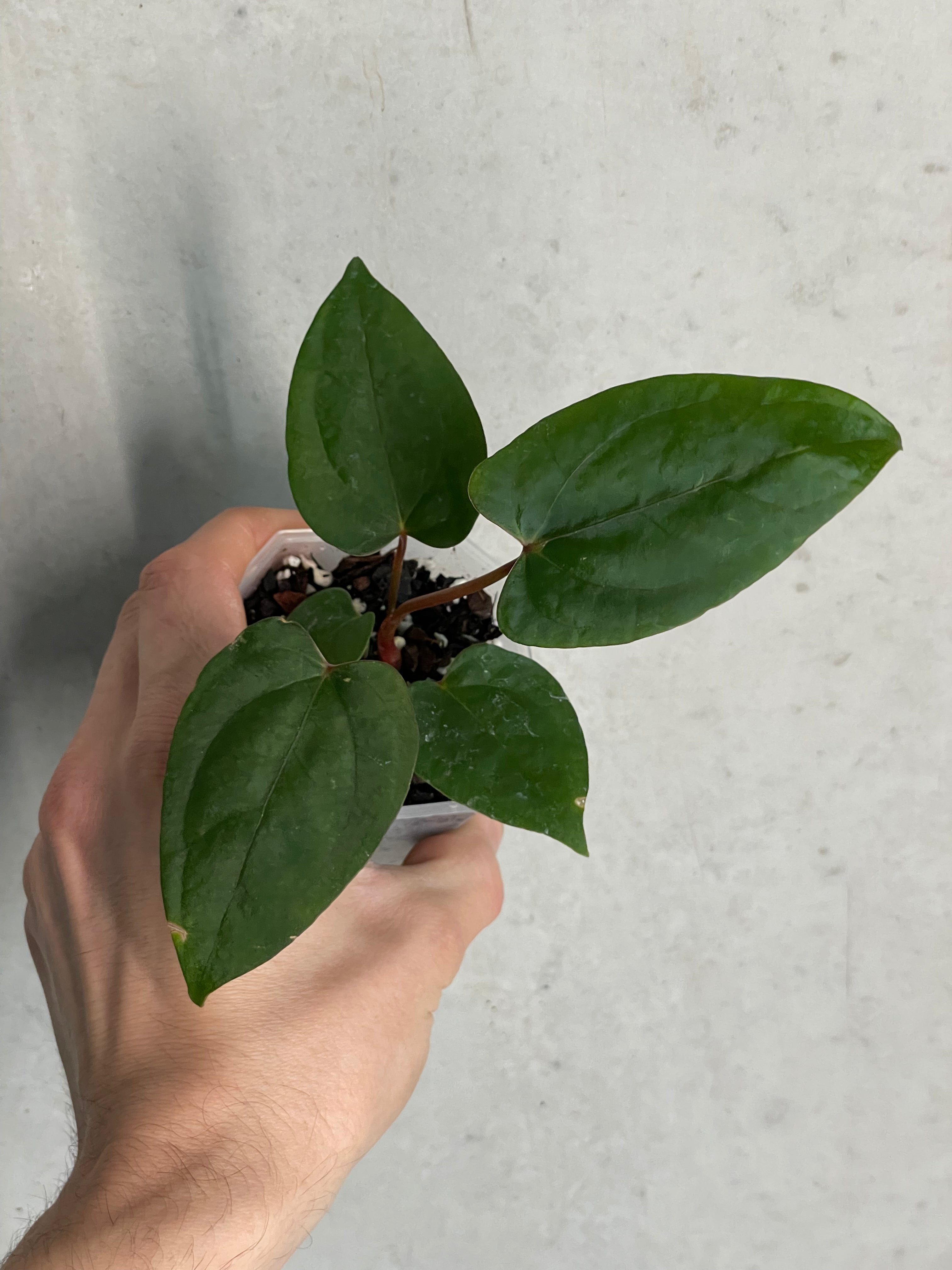 Anthurium ‘Super Sherpa’ x self