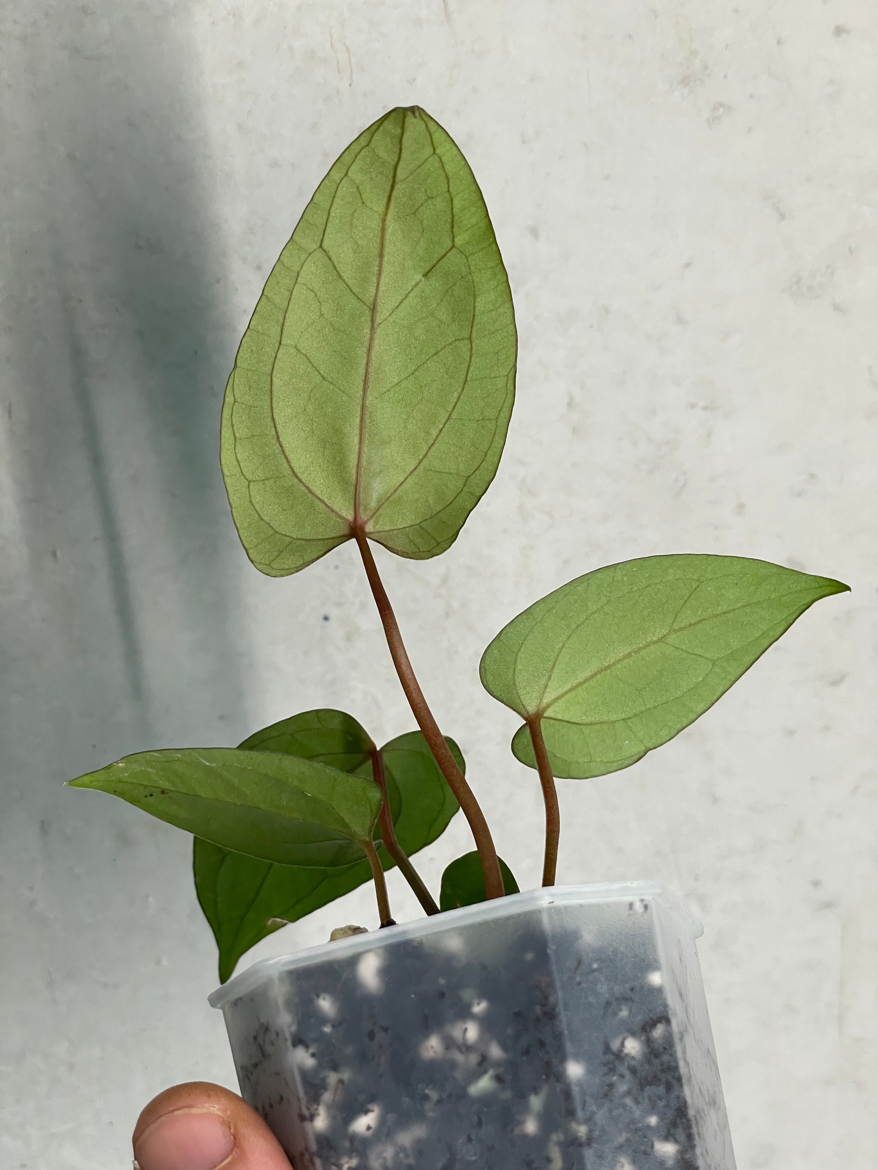 Anthurium ‘Super Sherpa’ x self