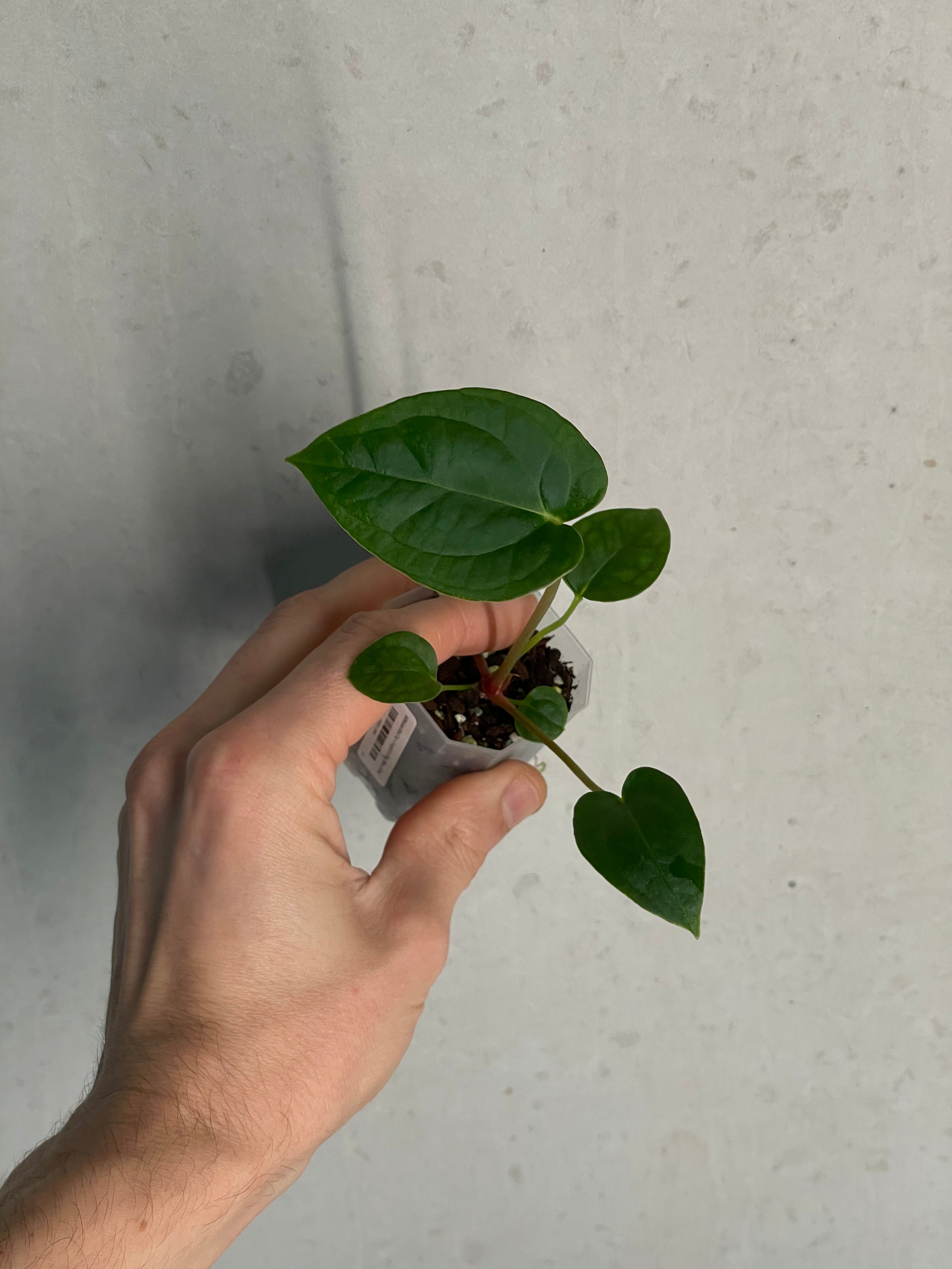 Anthurium (Blue Papillilaminum x Forgetii) x (Papillilaminum XOne x XOne) - SMUKHI