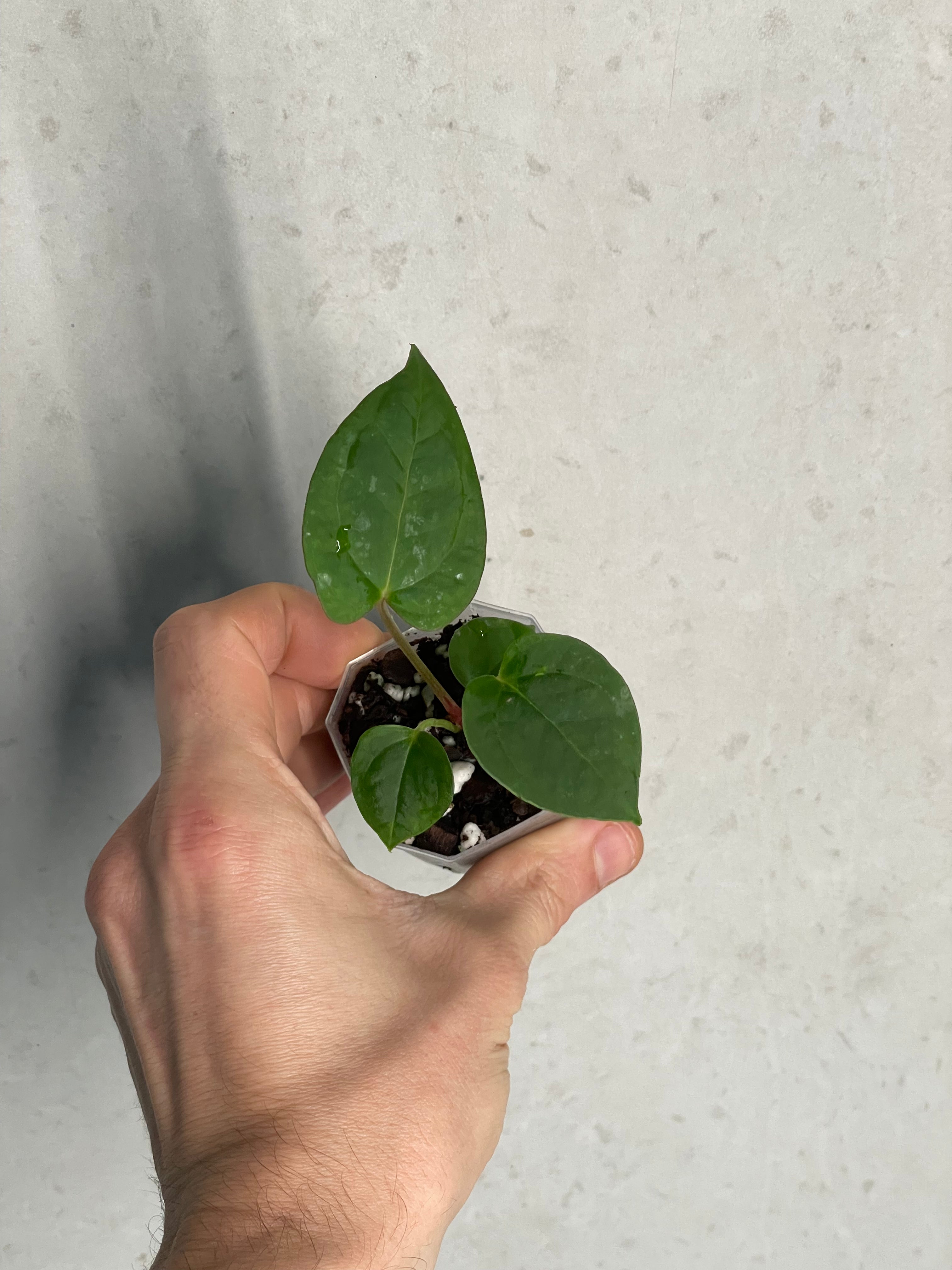 Anthurium (Blue Papillilaminum x Forgetii) x (Papillilaminum XOne x XOne) - SMUKHI