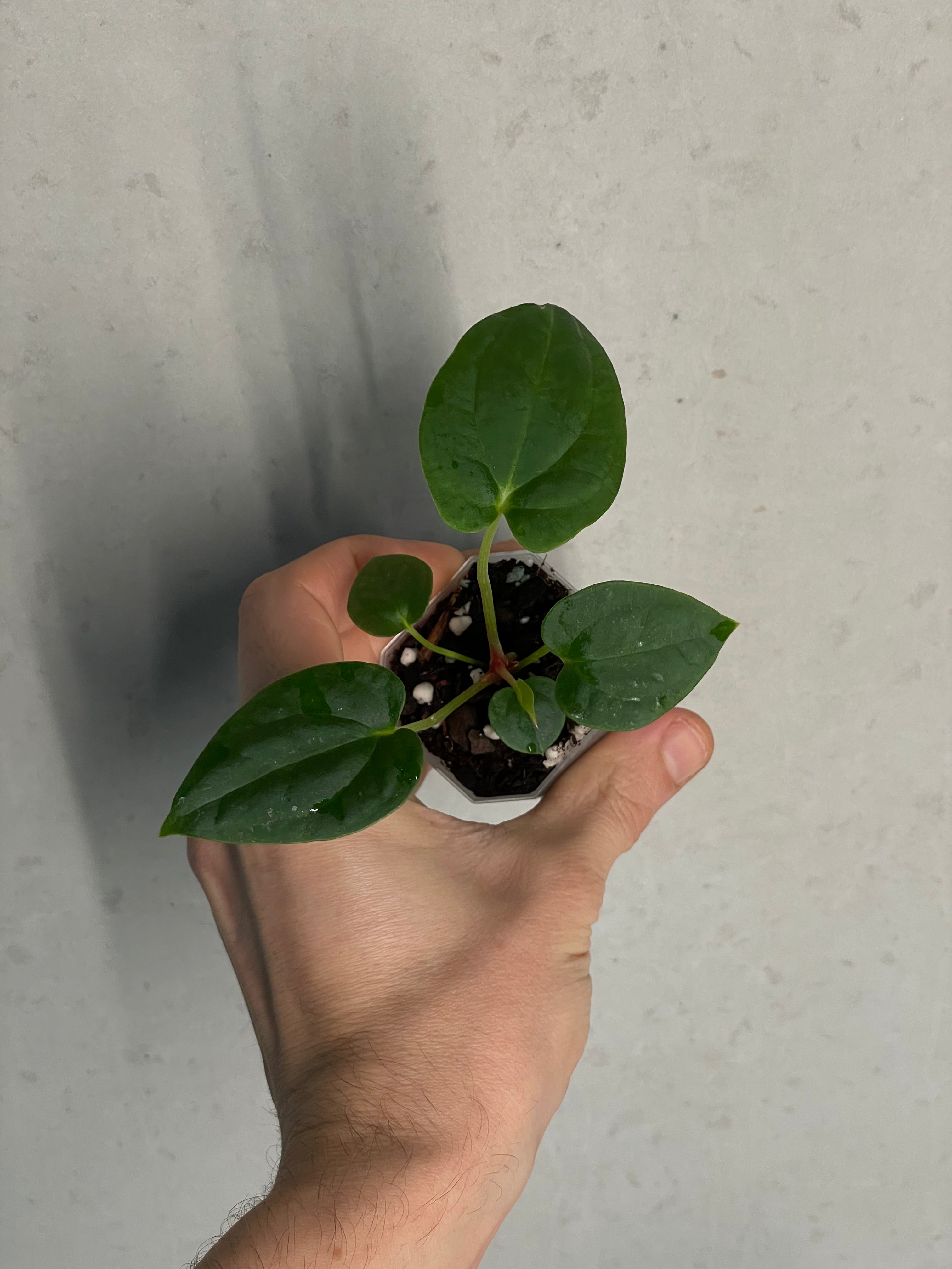 Anthurium (Blue Papillilaminum x Forgetii) x (Papillilaminum XOne x XOne) - SMUKHI