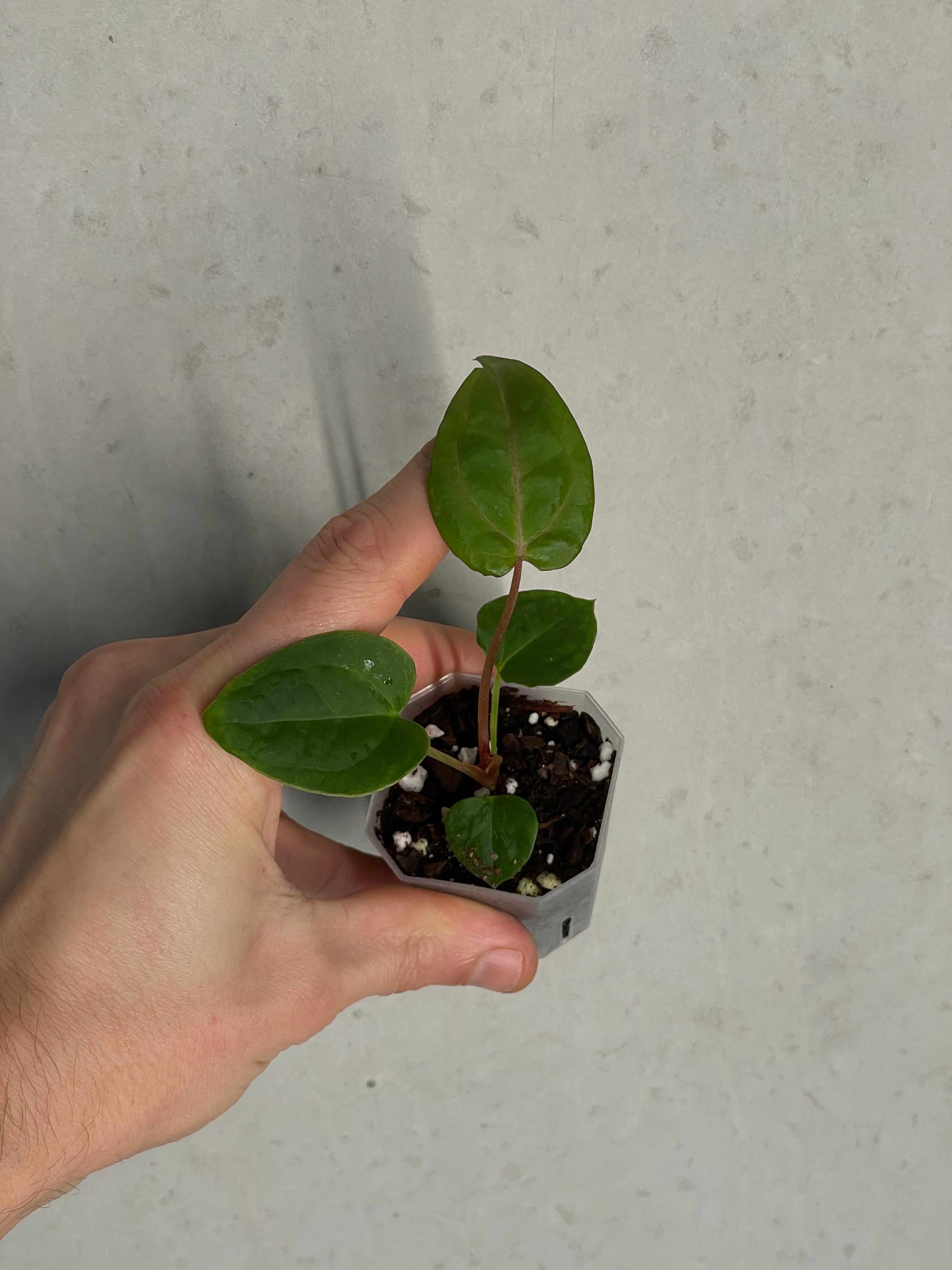 Anthurium (Blue Papillilaminum x Forgetii) x (Papillilaminum XOne x XOne) - SMUKHI