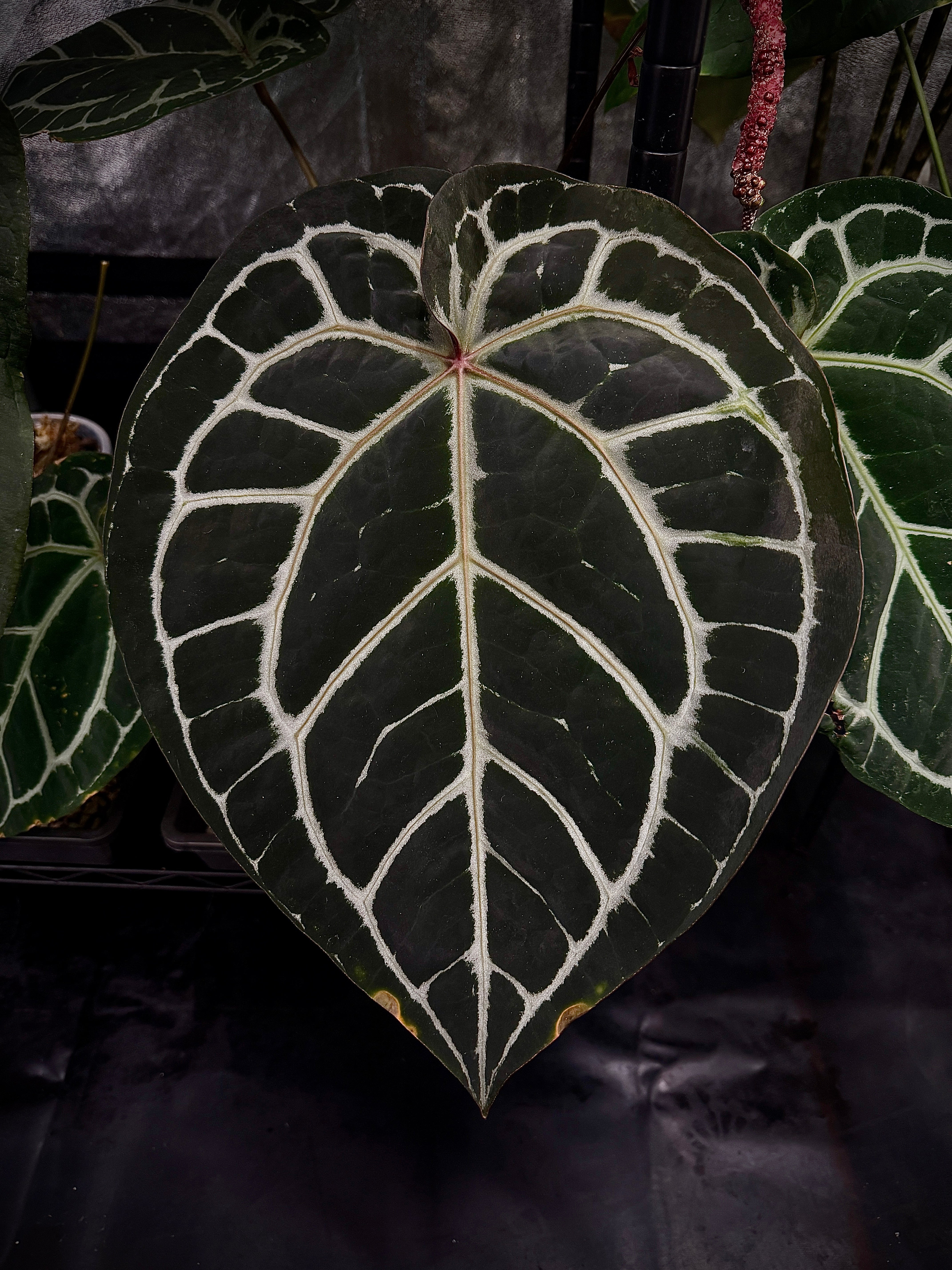Anthurium (Goliath x Dark Phoenix) x Michelle